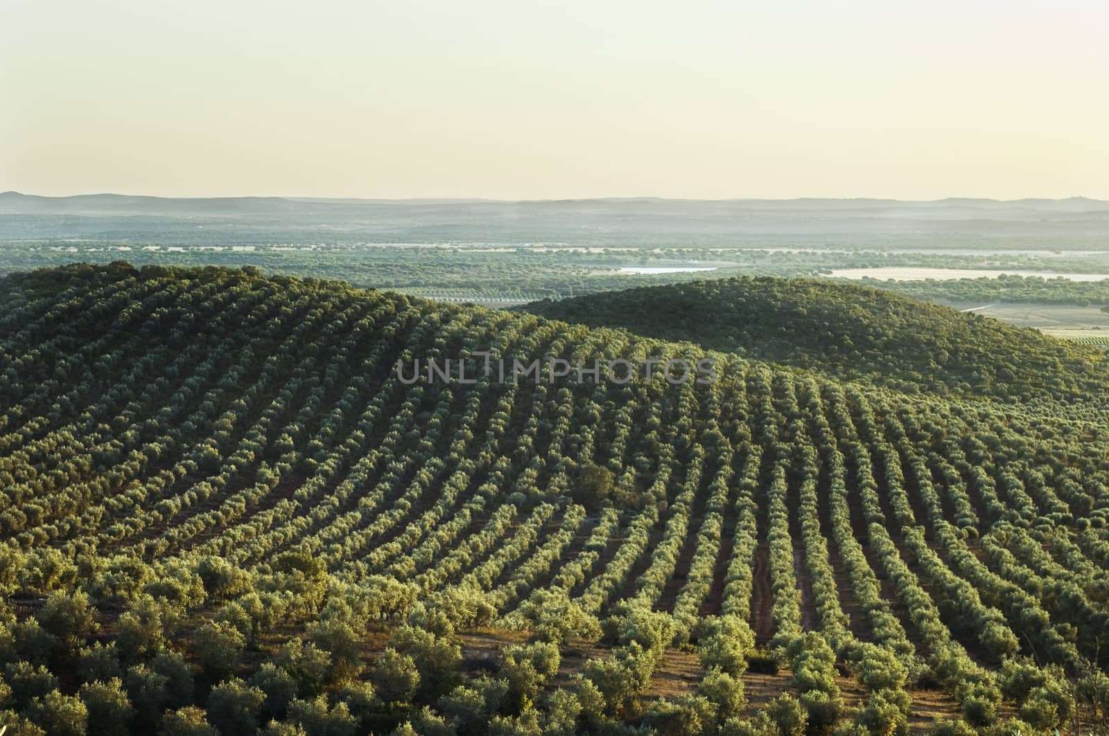 Extensive olive grove in the plains of Alentejo, Portugal
