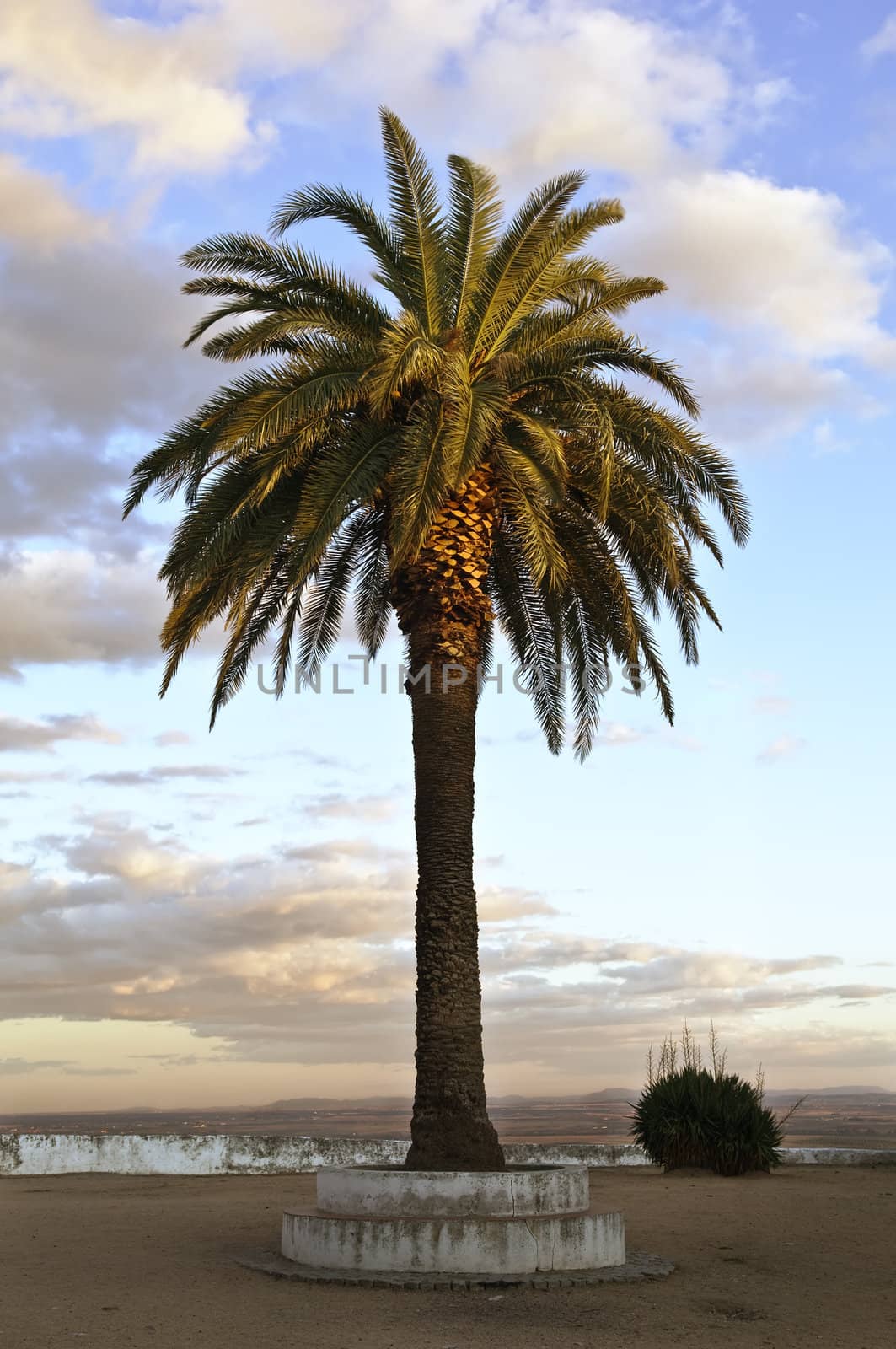 Lone palm tree against a beautiful cloudy sky
