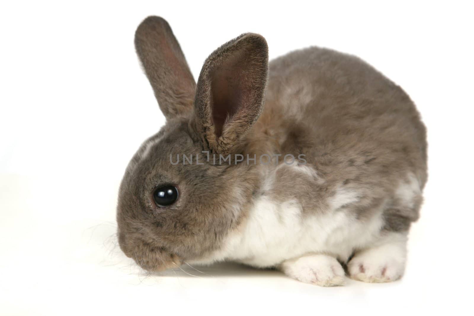 Pet Rabbit Sitting on a White Background