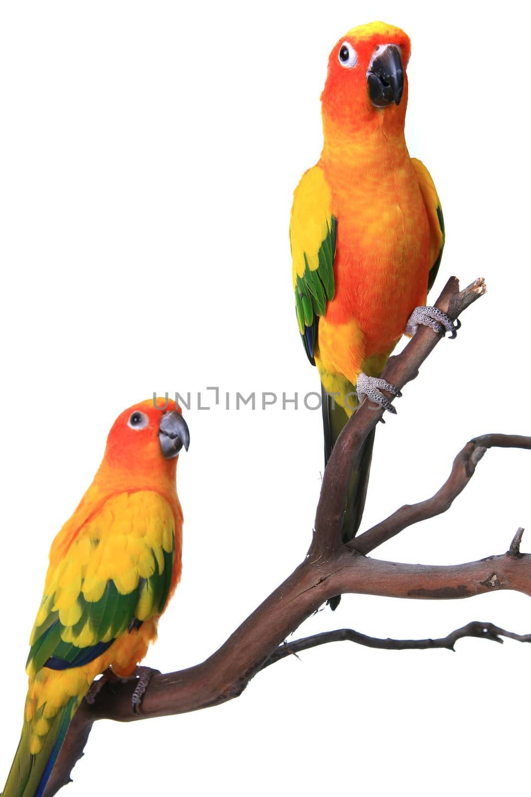 2 Sun Conure Parrots on a Natural Branch by tobkatrina