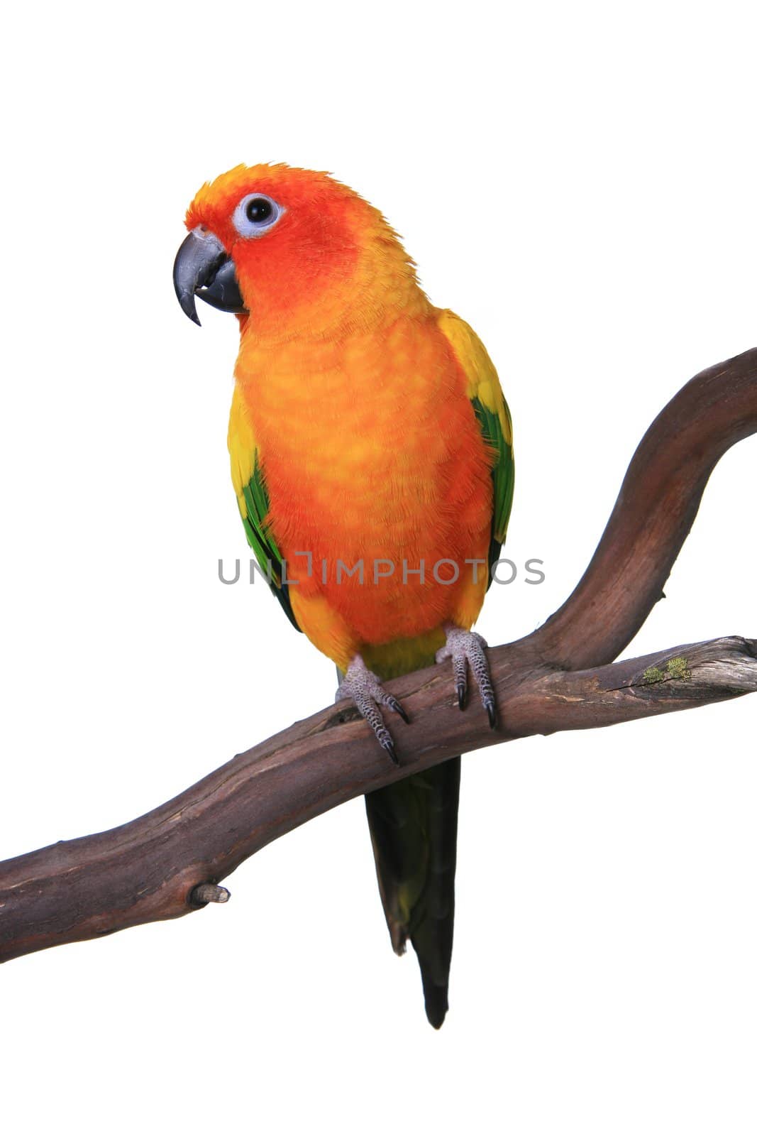 Cute Sun Conure Parrot Sitting on a Wooden Perch Against White Background