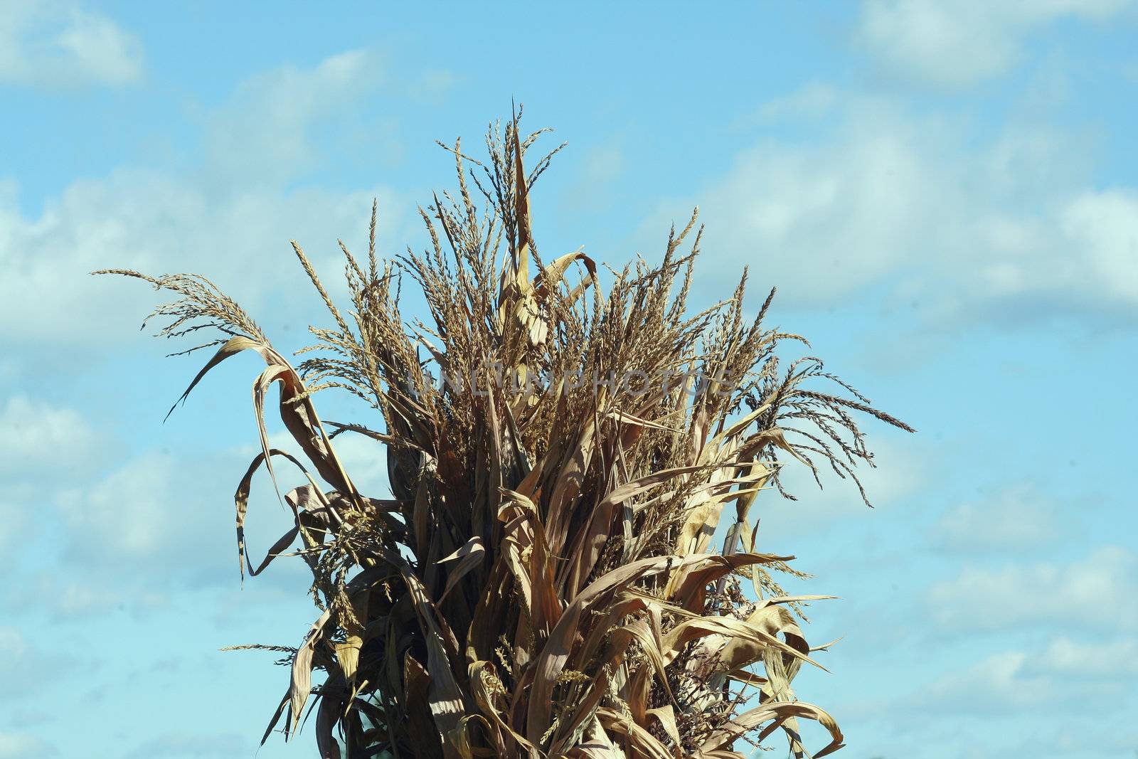 Cornstalks against a blue sky