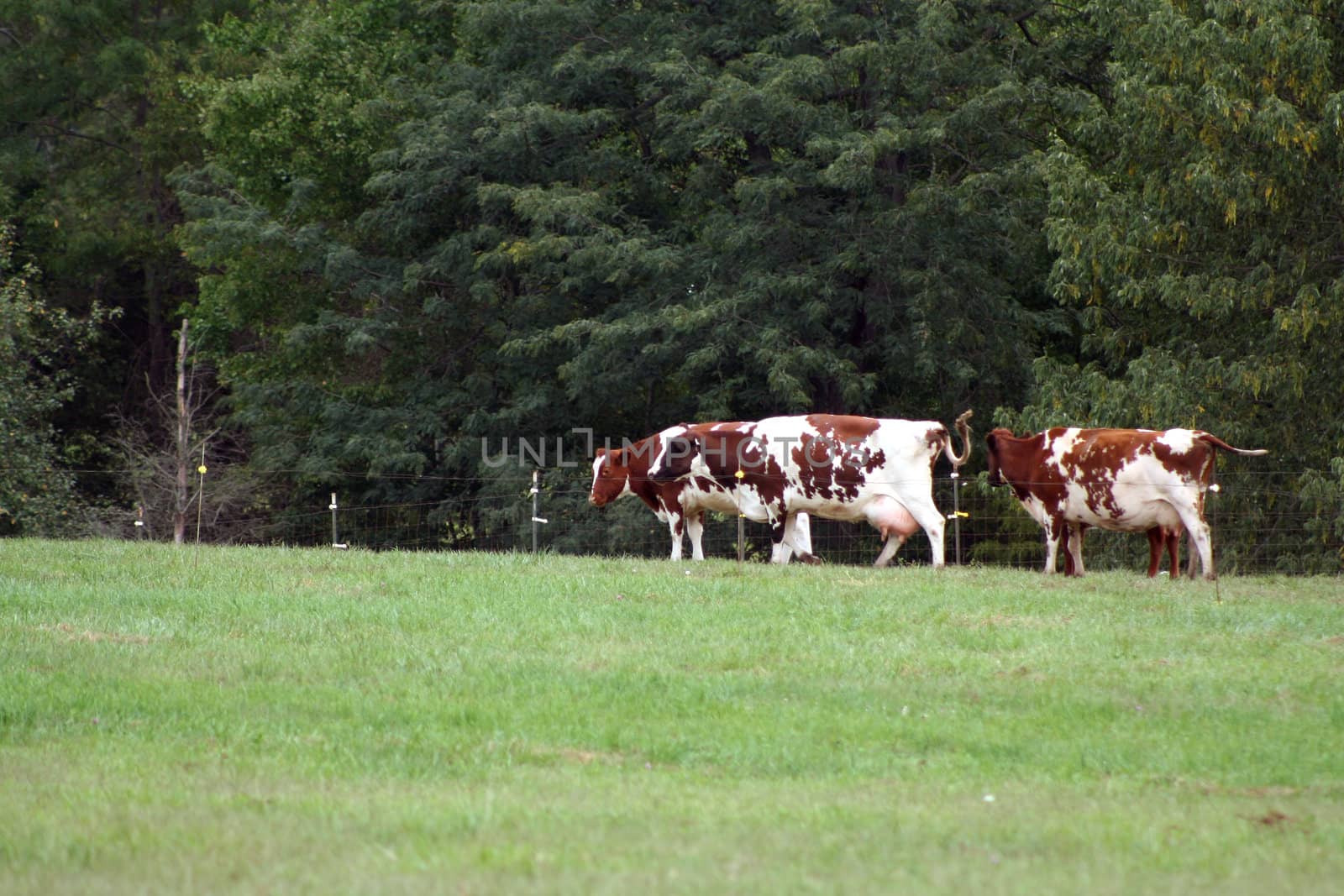 Three Cows in a field with trees