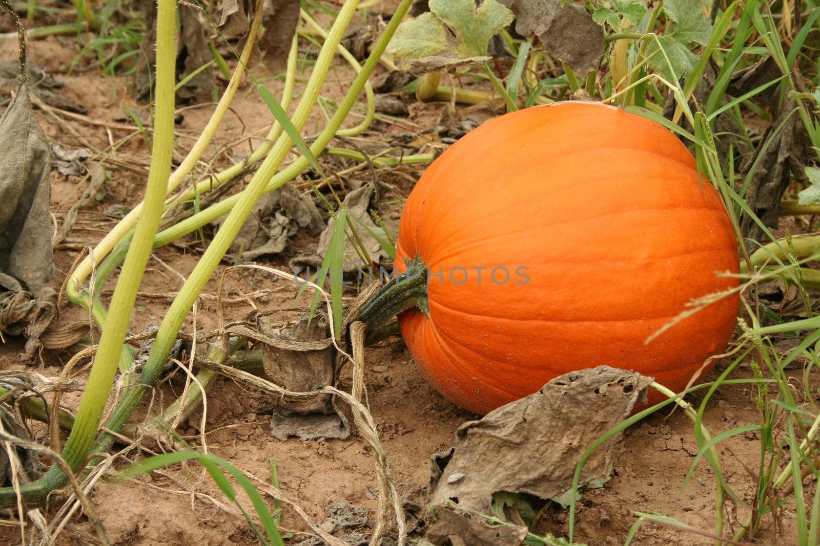 Pumpkin in the field ready for picking