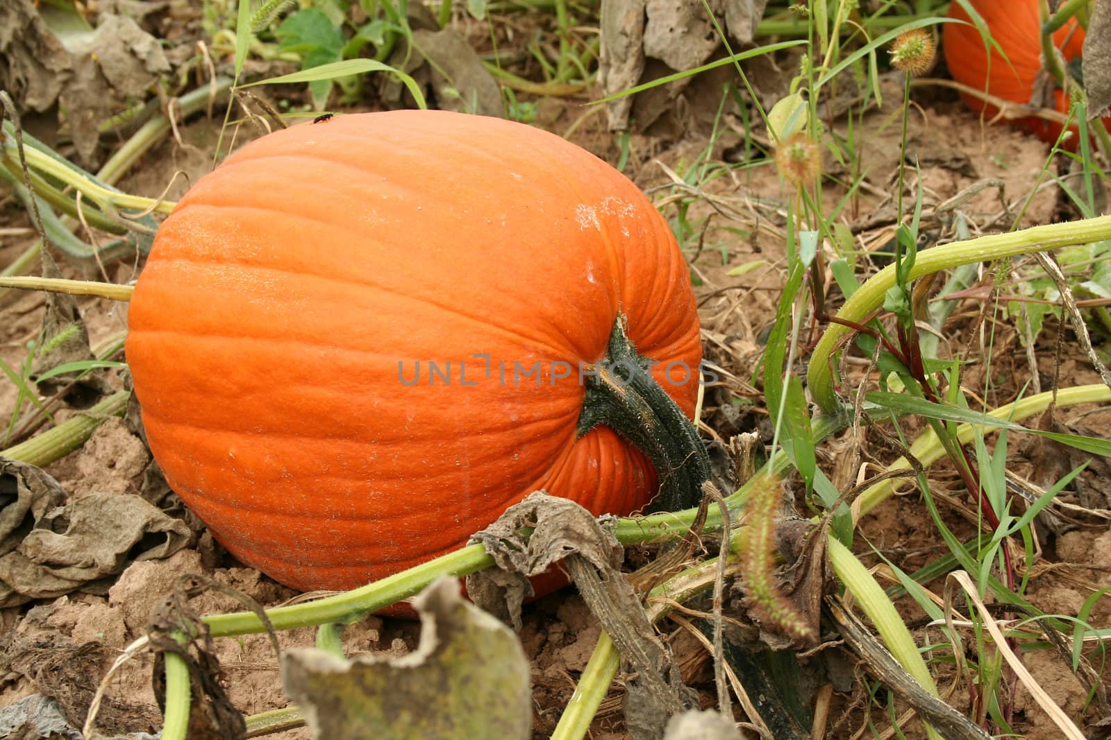 Pumpkin in the field ready for picking