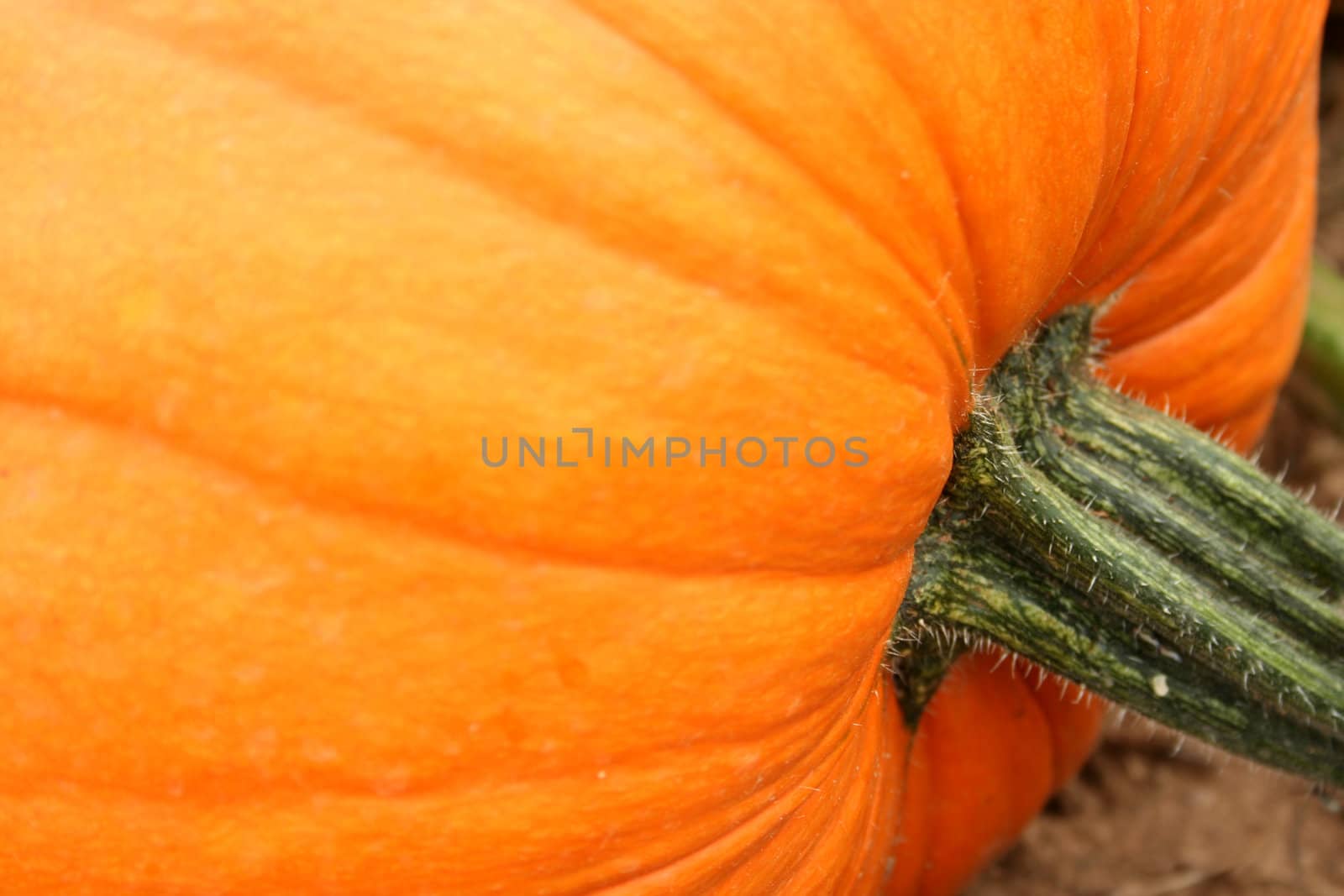 Pumpkin in the field ready for picking