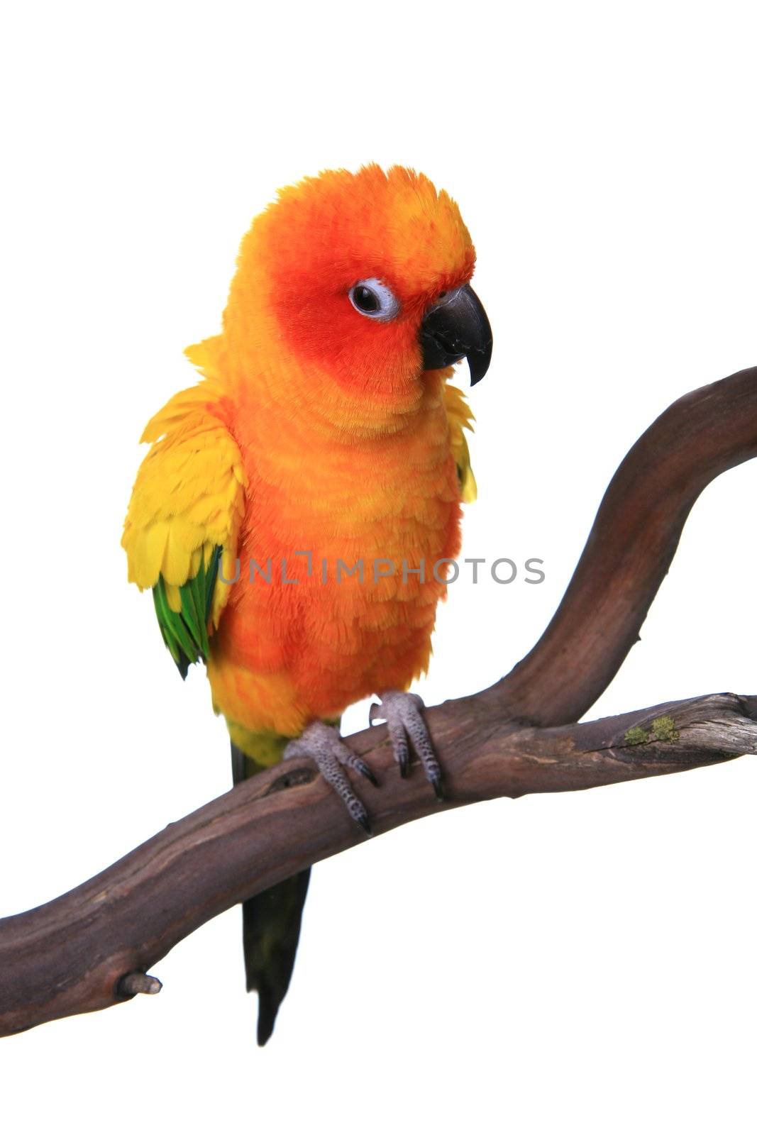 Puffy Sun Conure Parrot Bird on a Perch