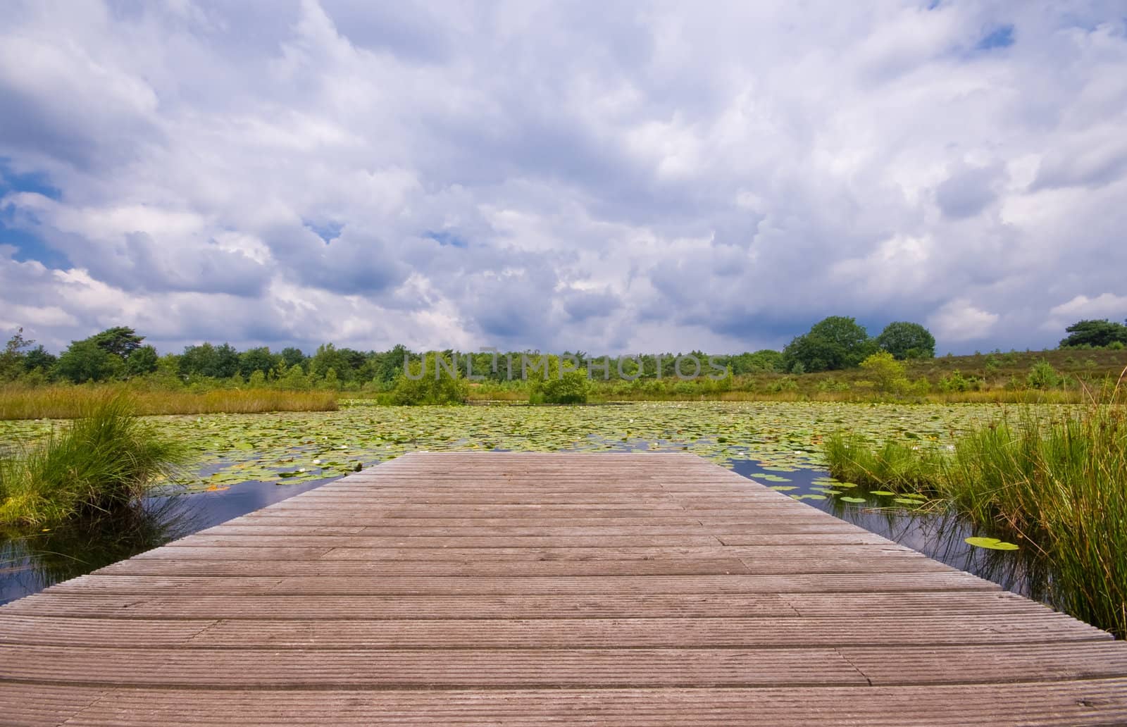 wooden pier on a lily pond by karinclaus