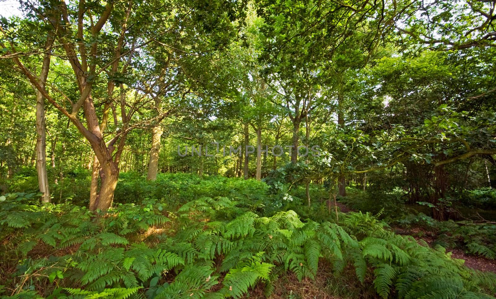 nice bright fresh green forest covered with ferns undergrowth

