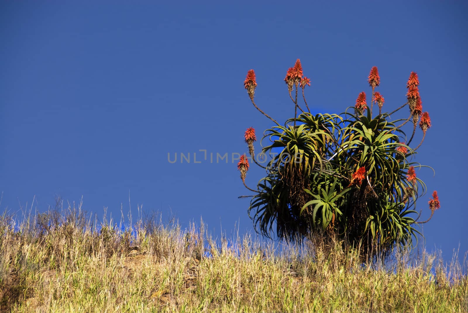 Red Aloe Vera plant on hill top on a sunny day in south africa amongst tall grass