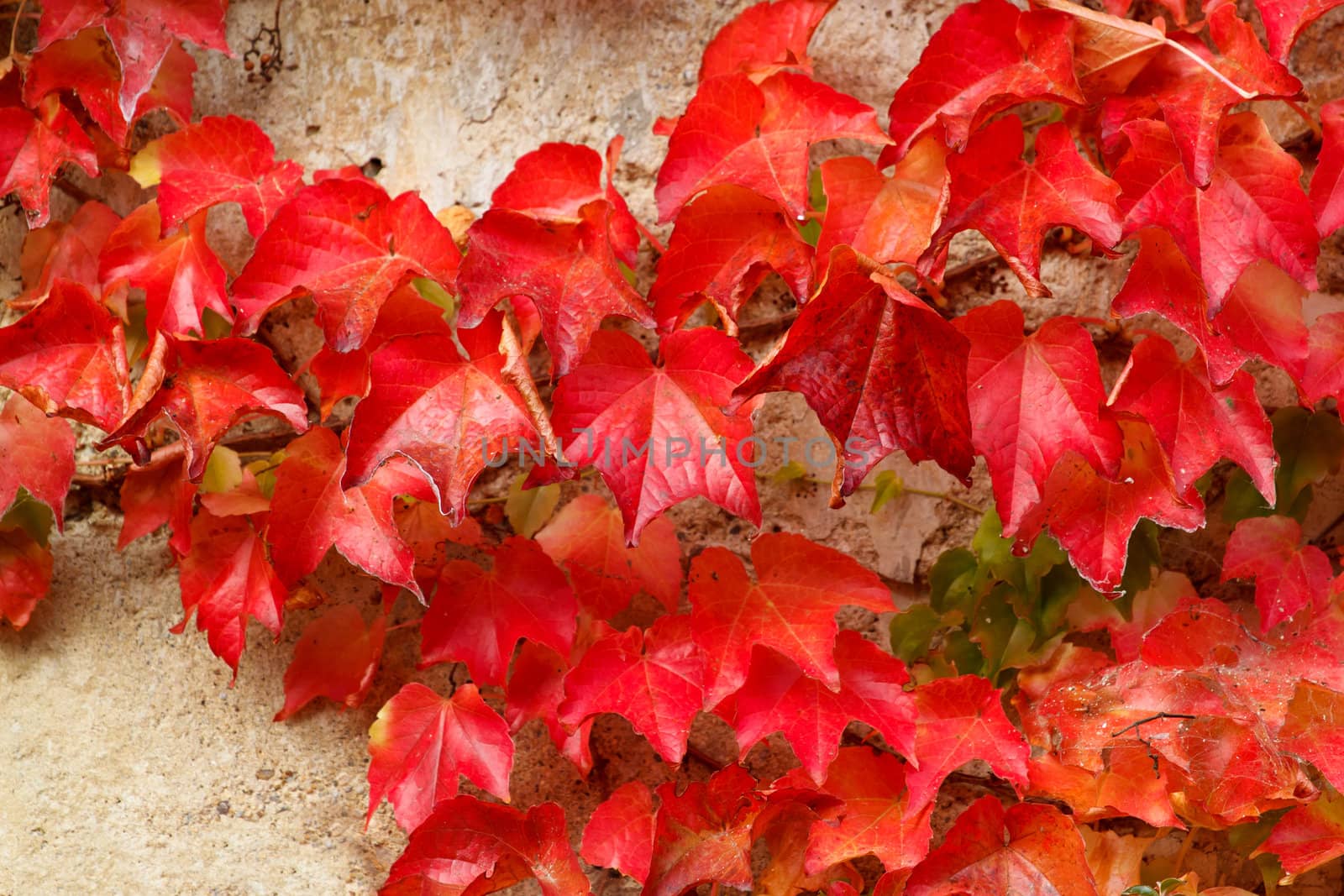 Autumn red colored leaves on stone wall for backgroung use