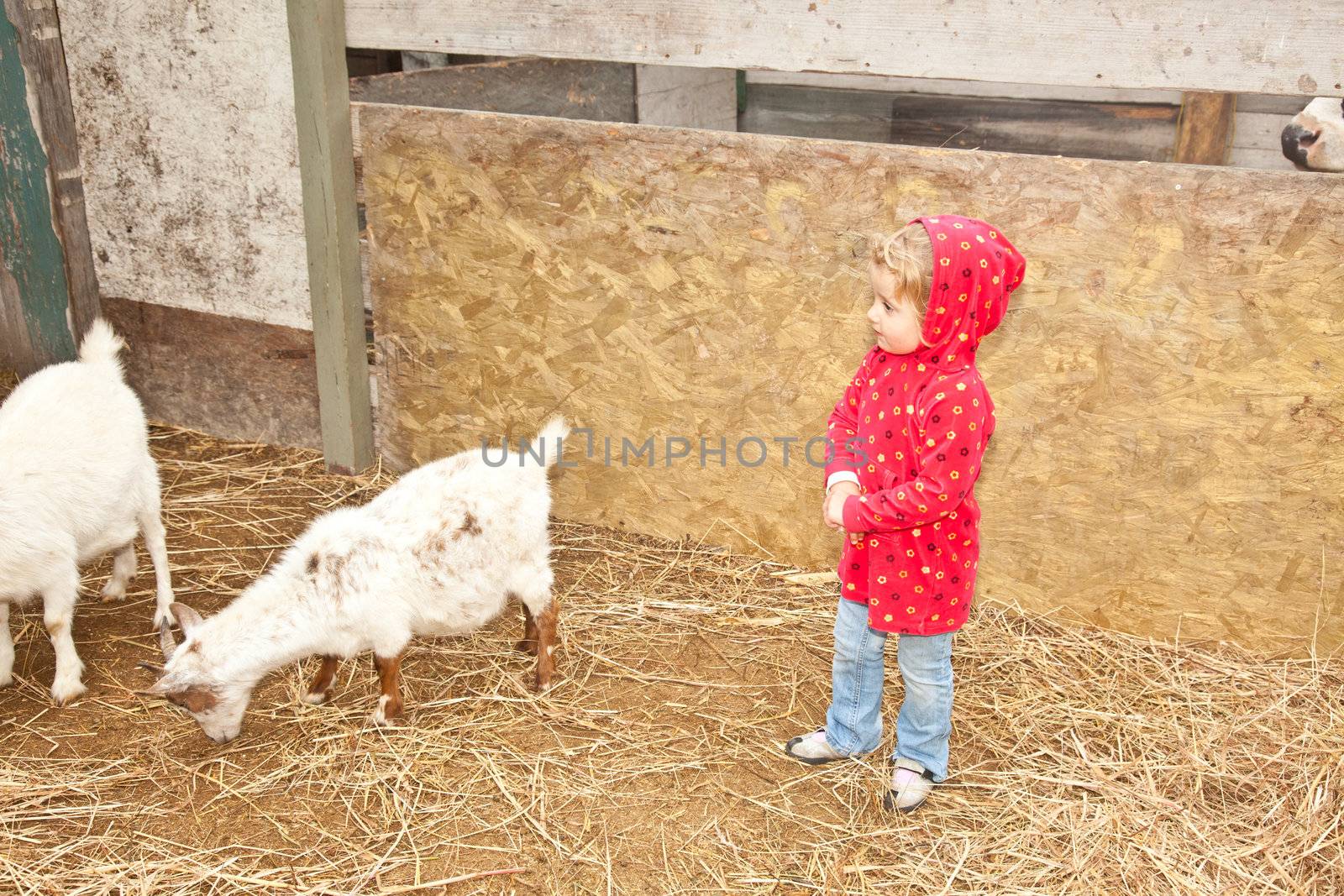 Cute little European toddler girl playing with animals in petting zoo.