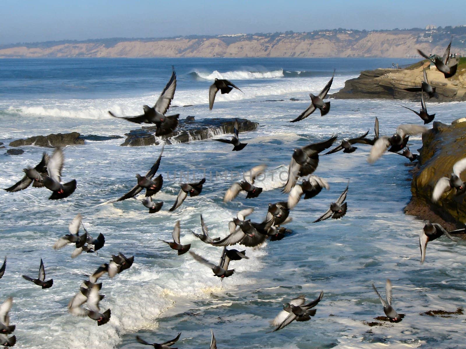 Birds on the coast by RefocusPhoto
