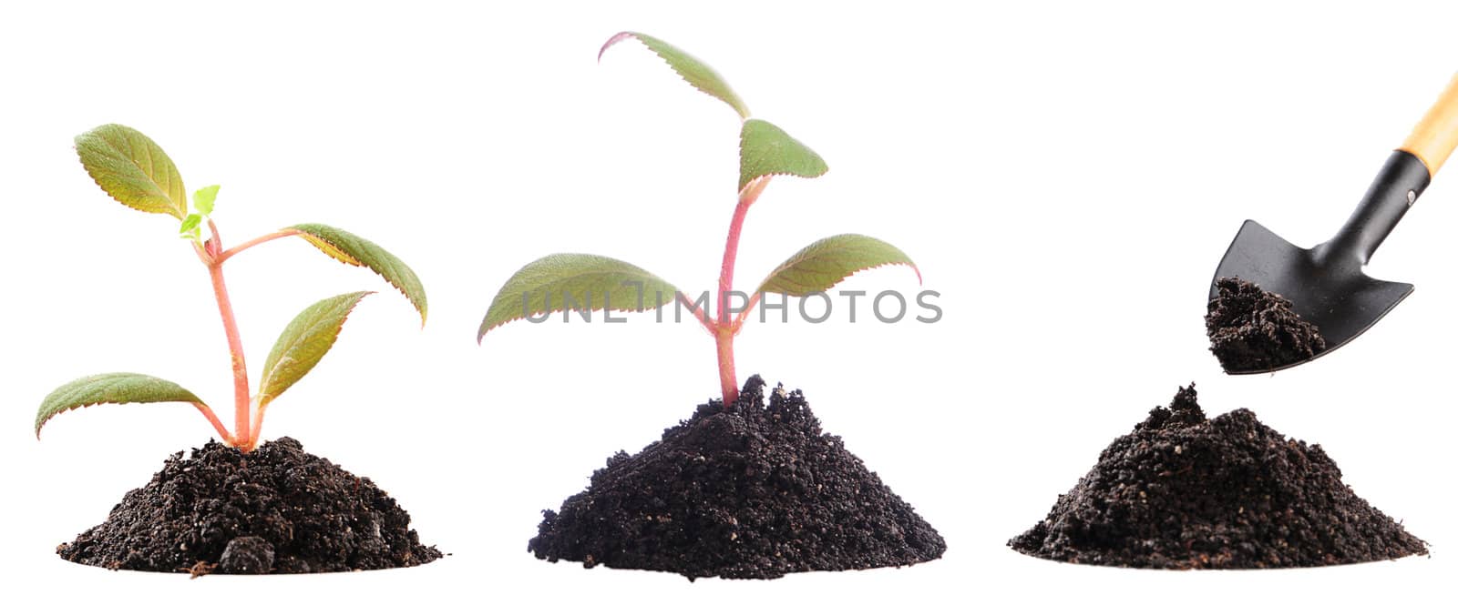 two just planted plants and preparation of soil to landing of the following