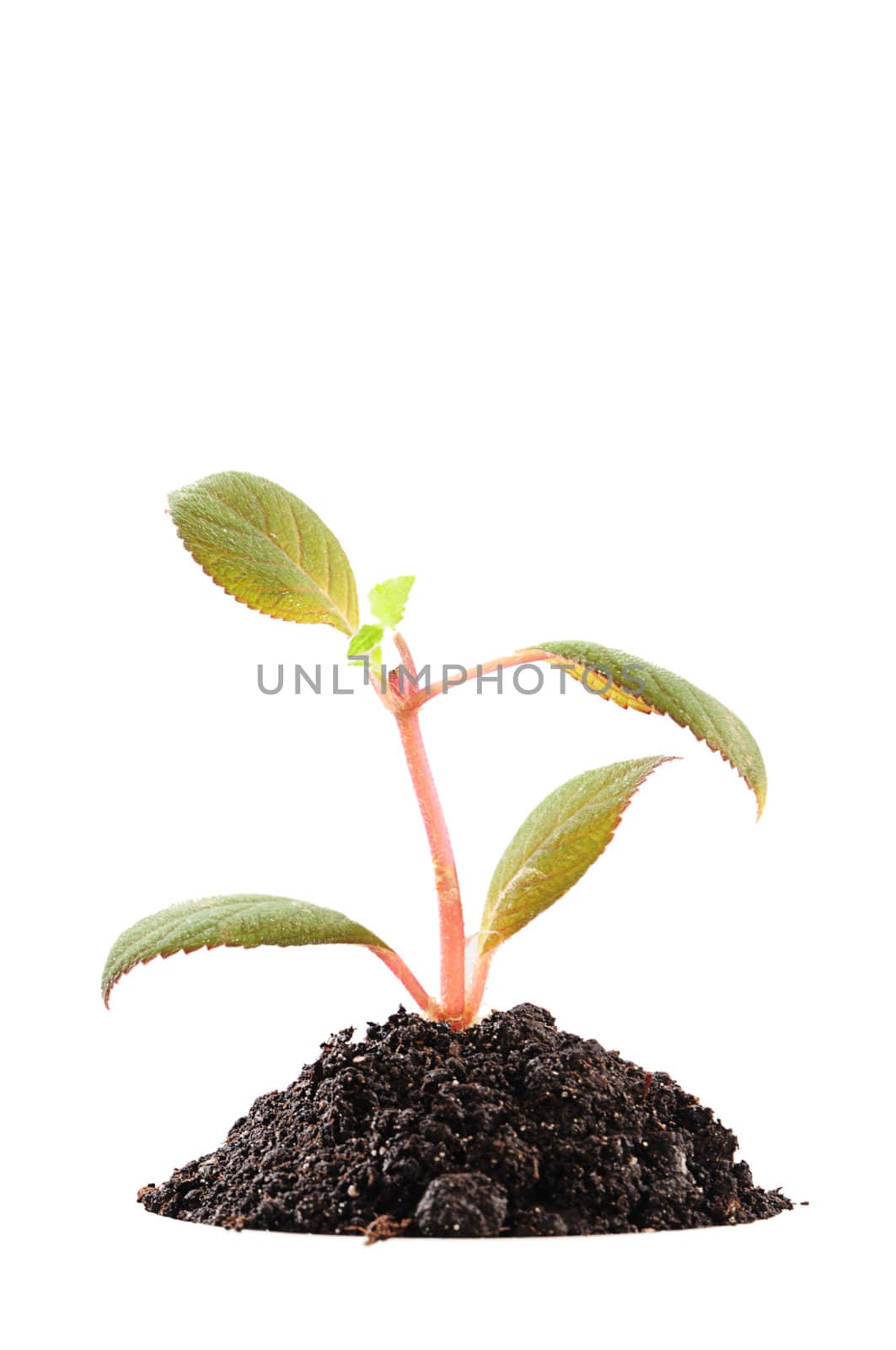 Green sprout growing from soil. Isolated on white.