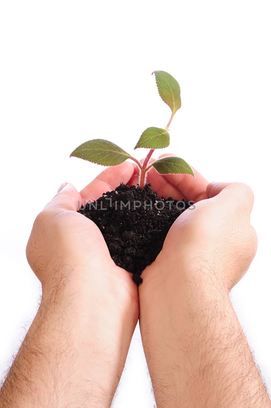 Hands holding a small plant