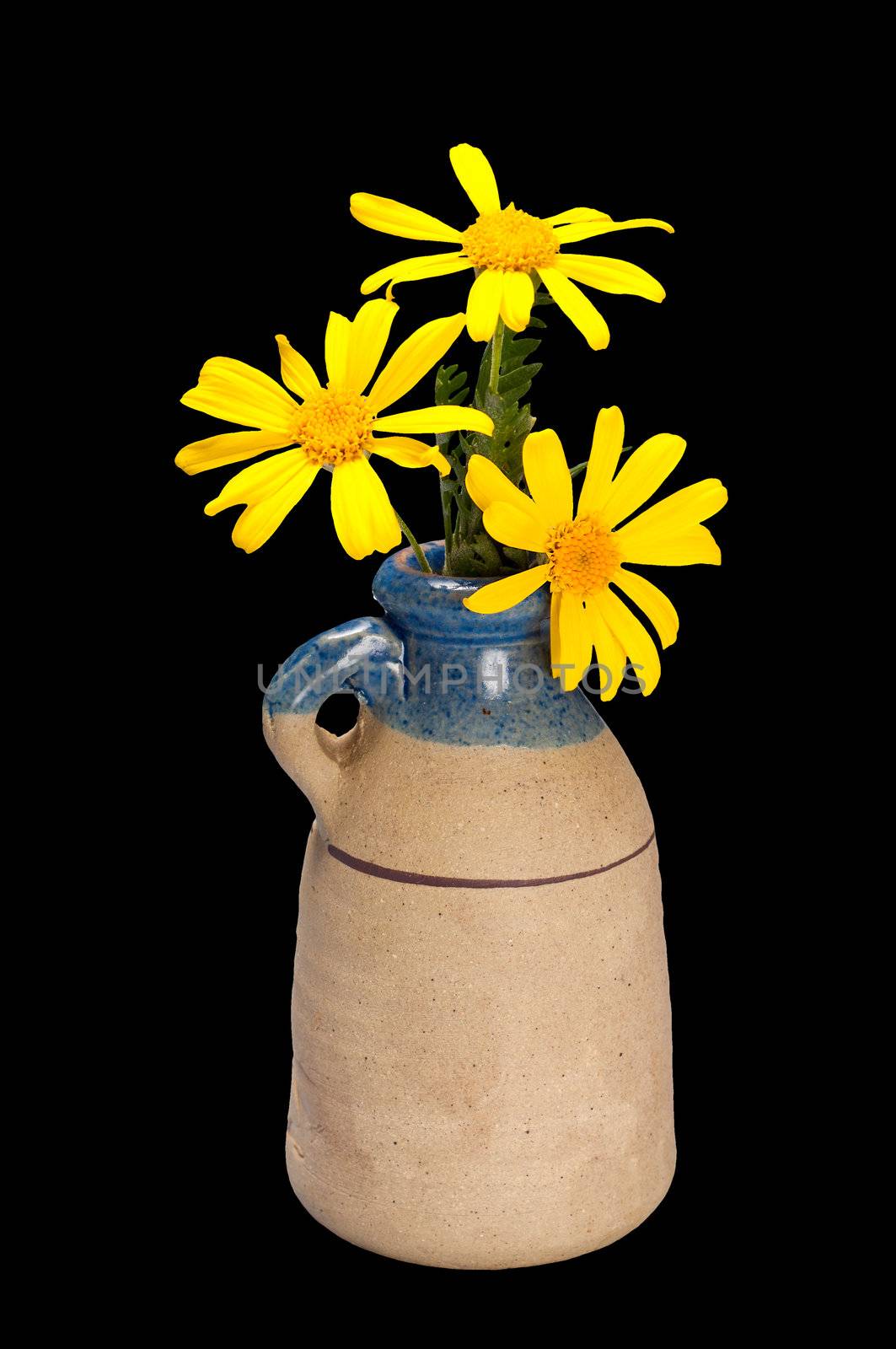 Close-up of yellow daisins in a pottery vase isolated on black