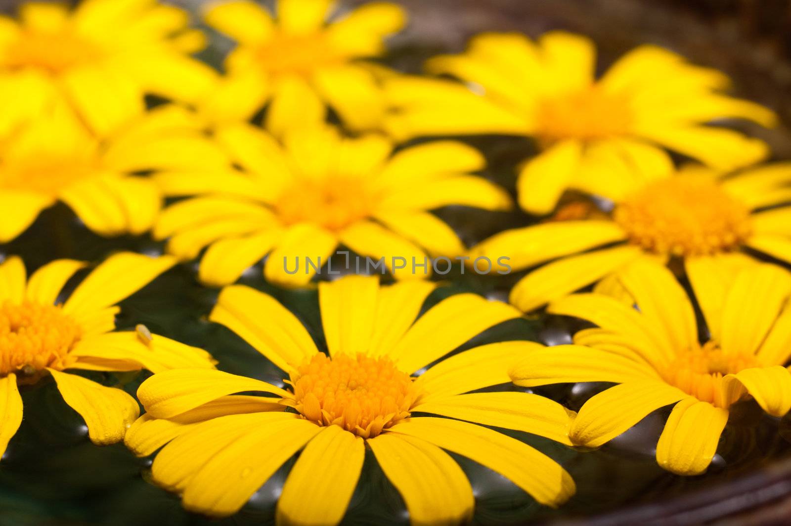 Floating Daisies by timh