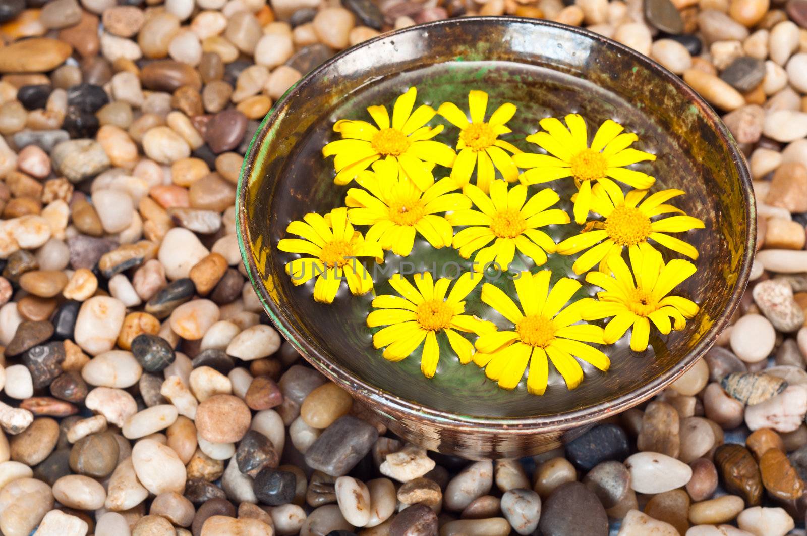 Floating yellow daisies on a pebble background