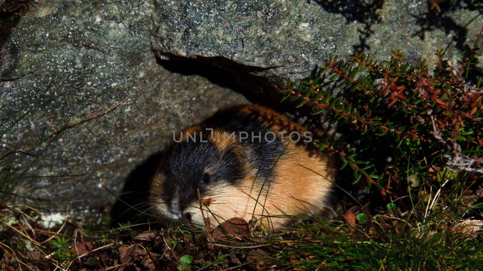 An arctic lemming in hide
