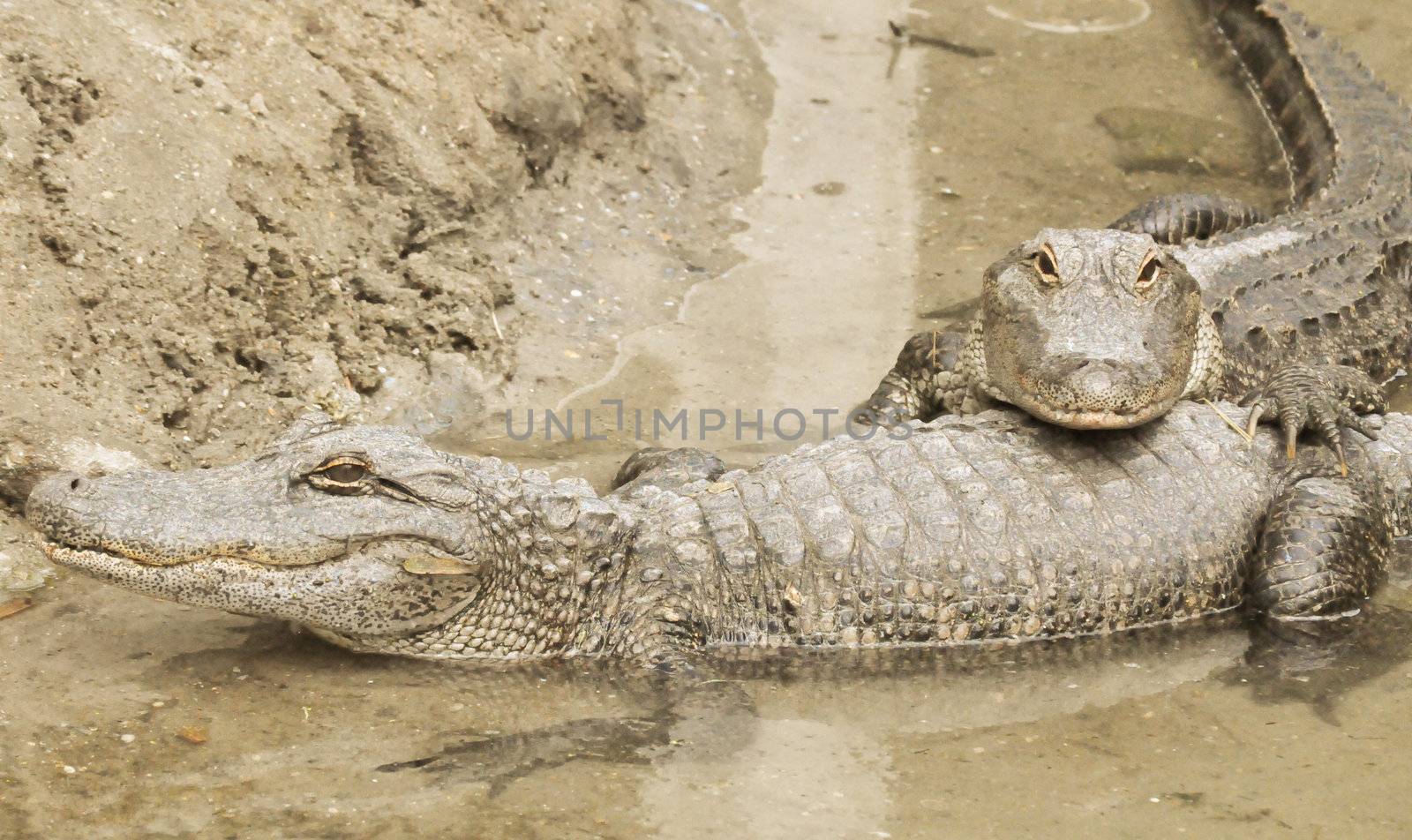 Two Alligators in the water