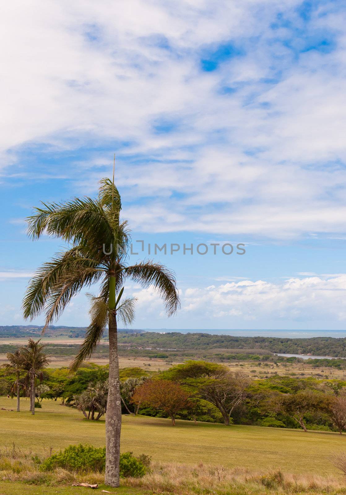 Ocean view with palm tree in Mtunzini, South Africa