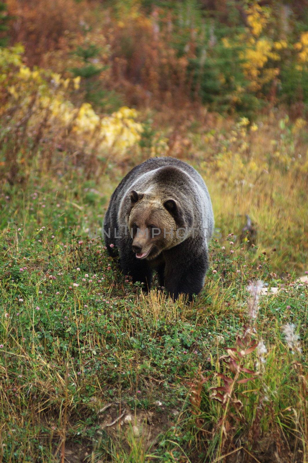 male Grizzly Bear walking through mountain meadow.