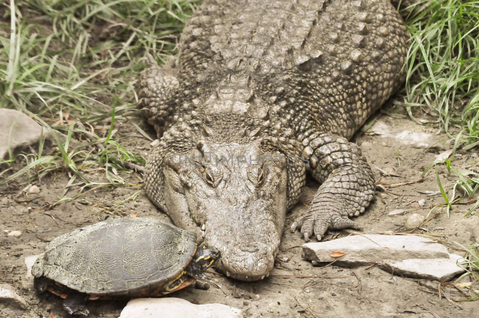 Turtle kisses Crocodile by RefocusPhoto