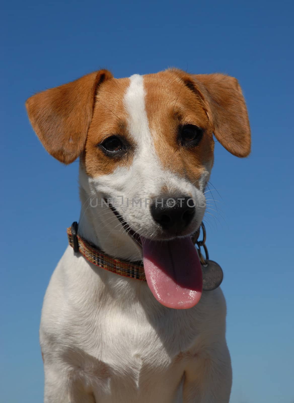 portrait of a jack russel terrier