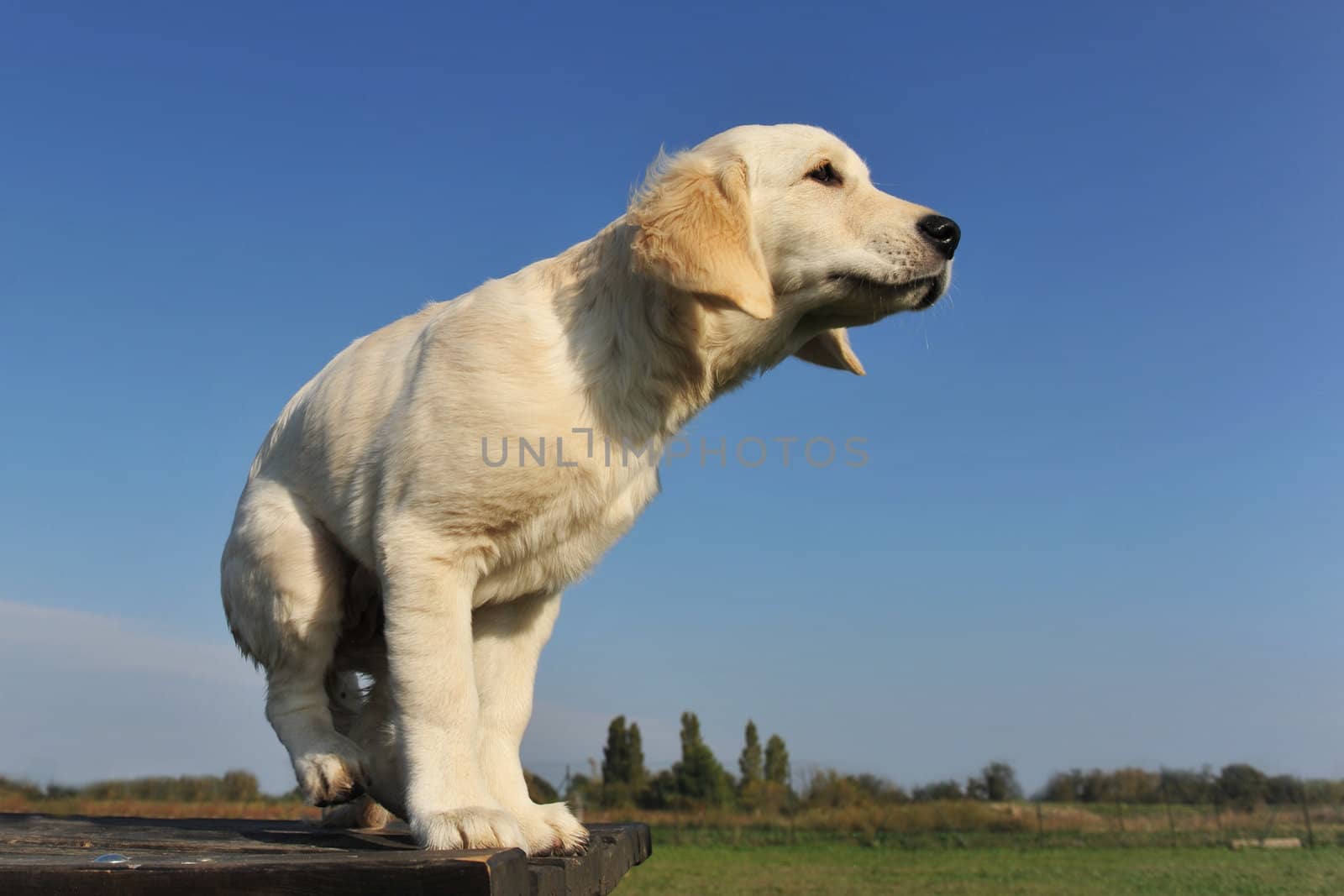 purebred puppy golden retriever on a table outdoors