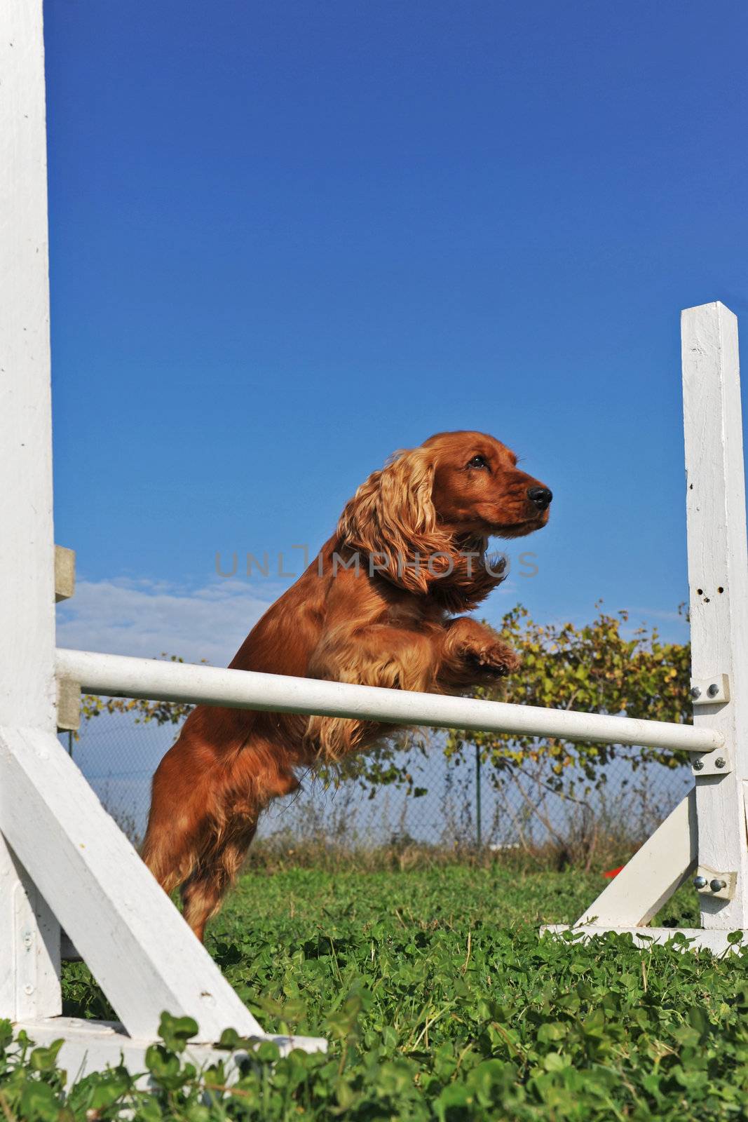 purebred cocker spaniel in a training of agility