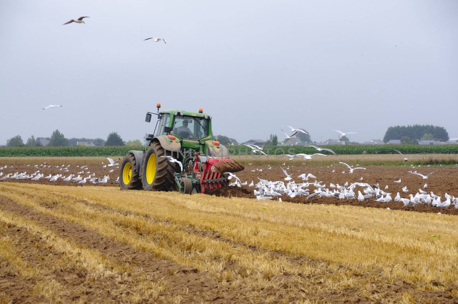 Seagull picking worms earth after tractor plowing the earth