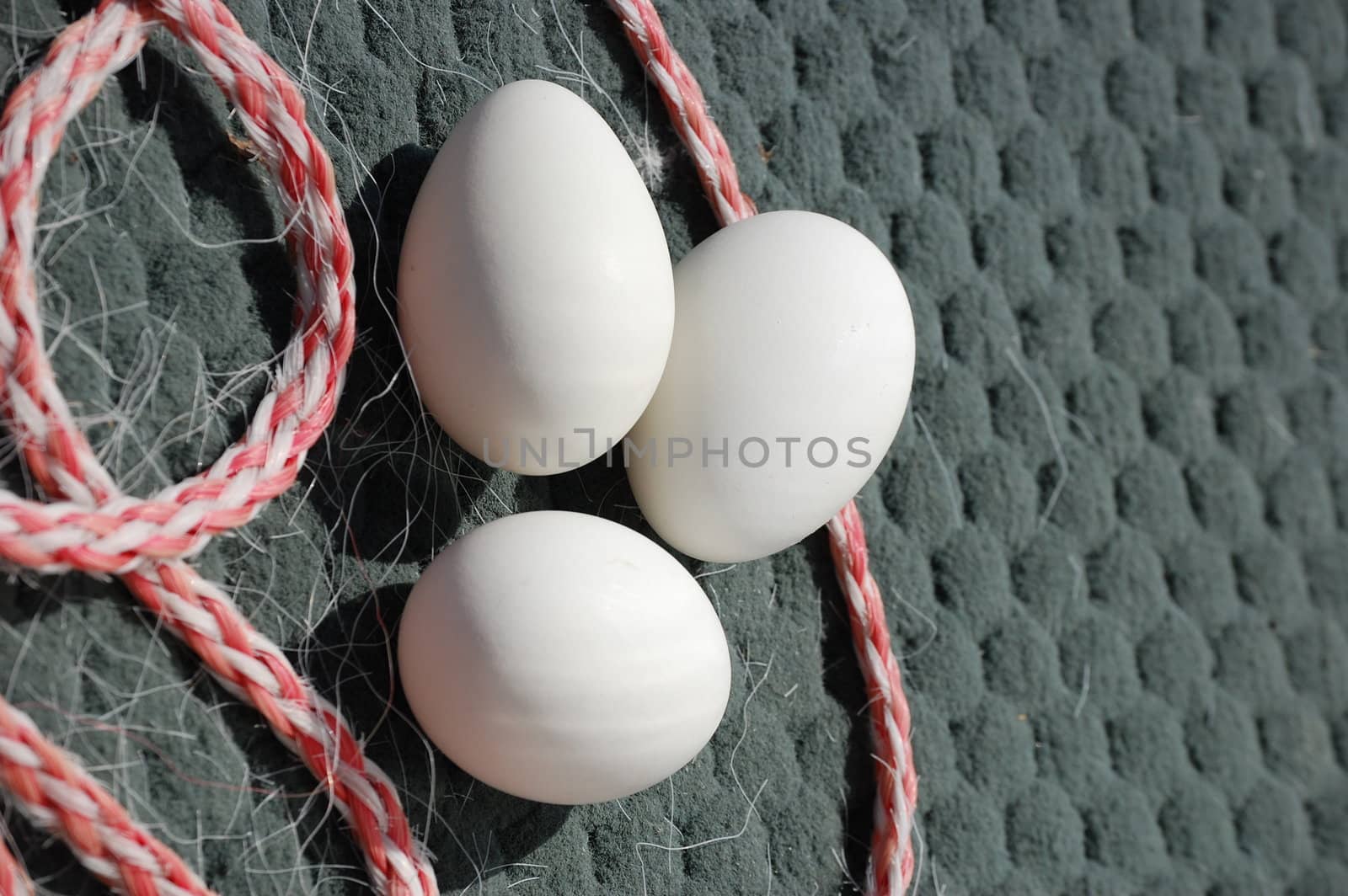 Three eggs on a boat
