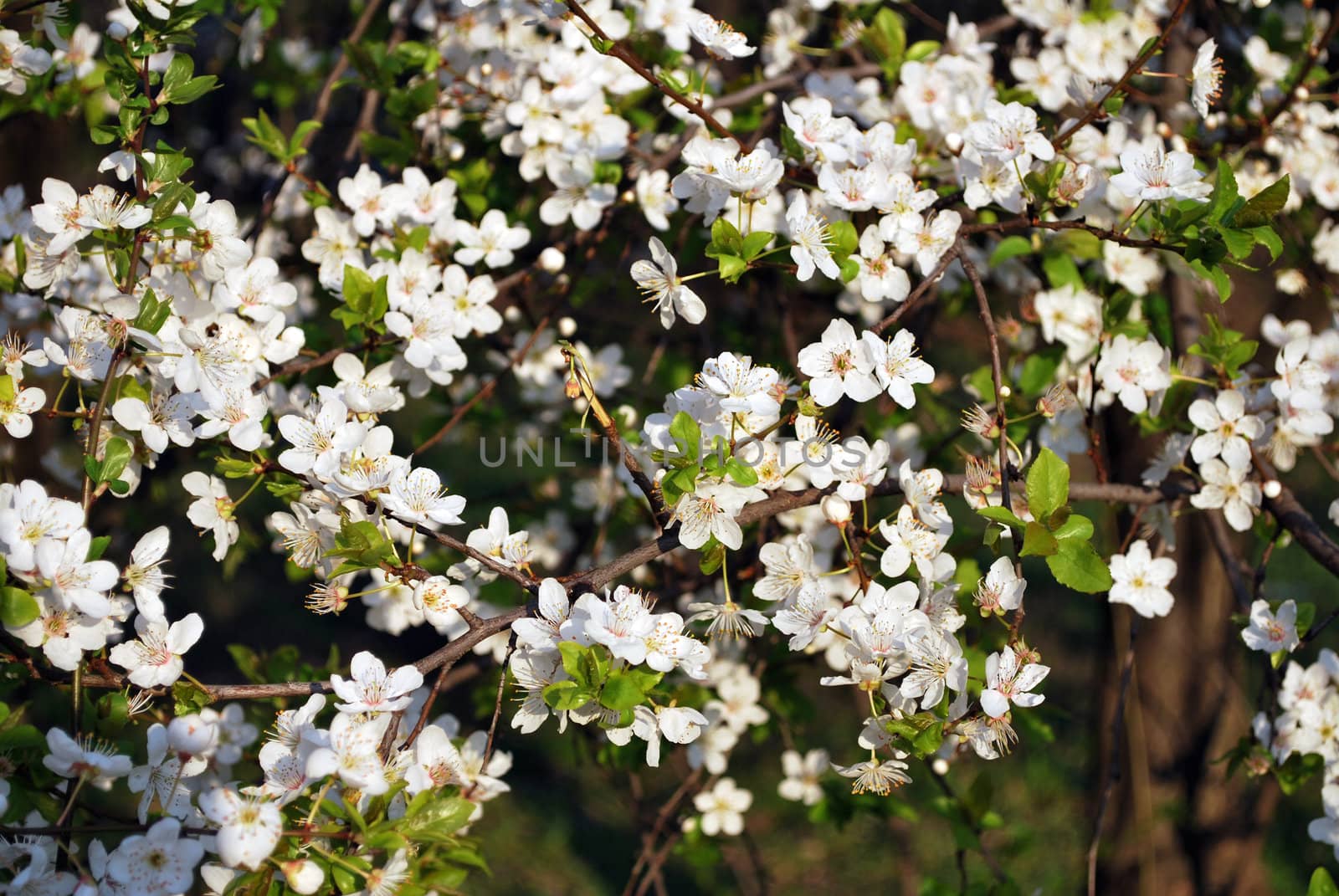 white flower on tree in the spring
