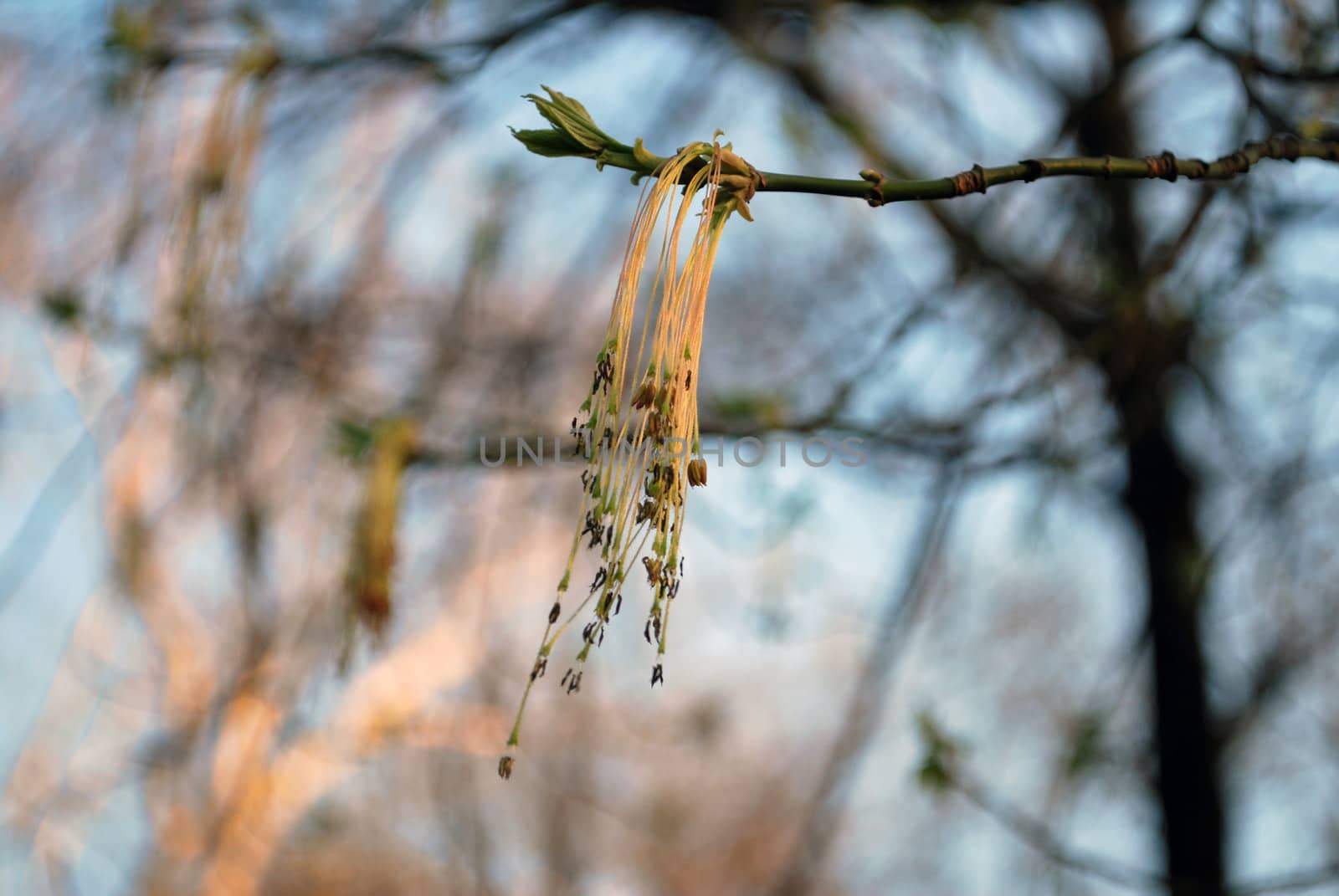 pending blossoms on tree in the spring