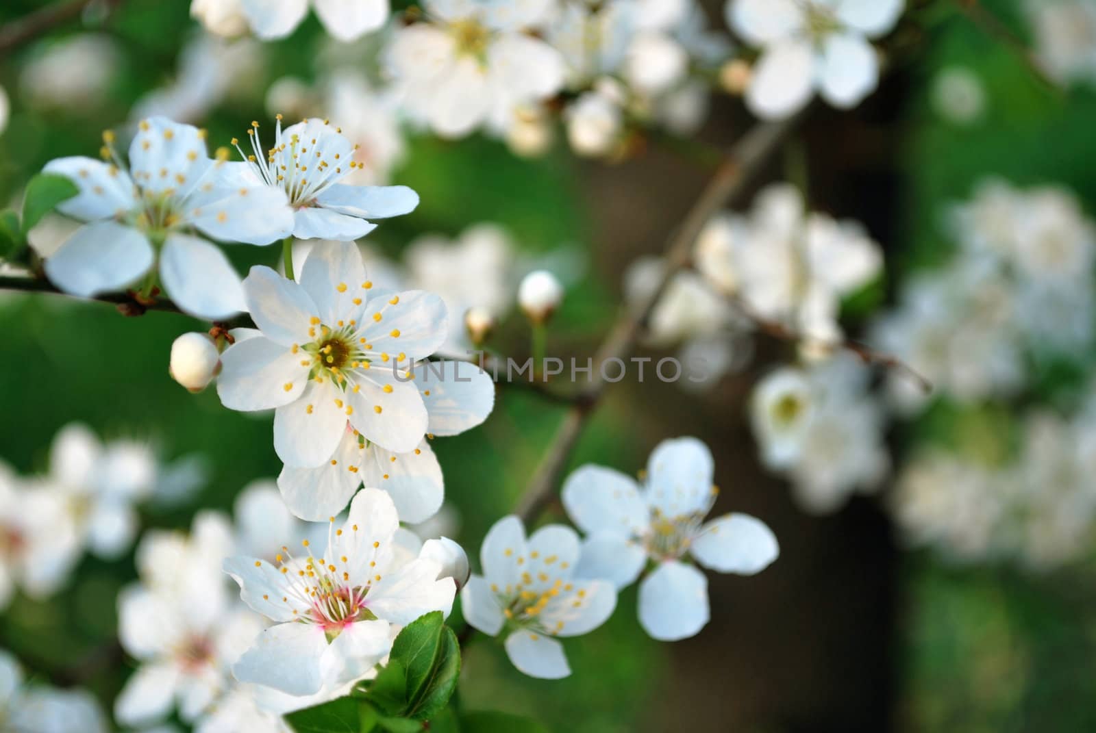 white flower on tree in the spring