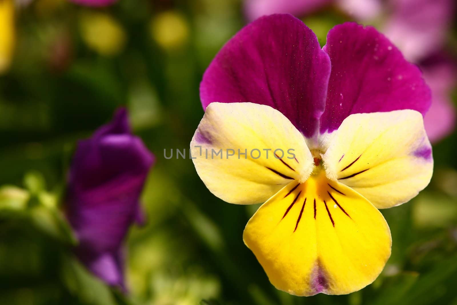 Pretty Purple and Yellow Pansy Macro With Copy Space