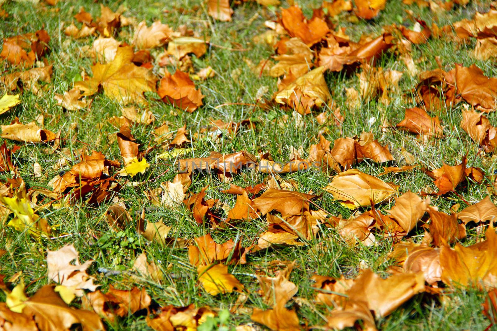 autumn maple leaves by vadimone