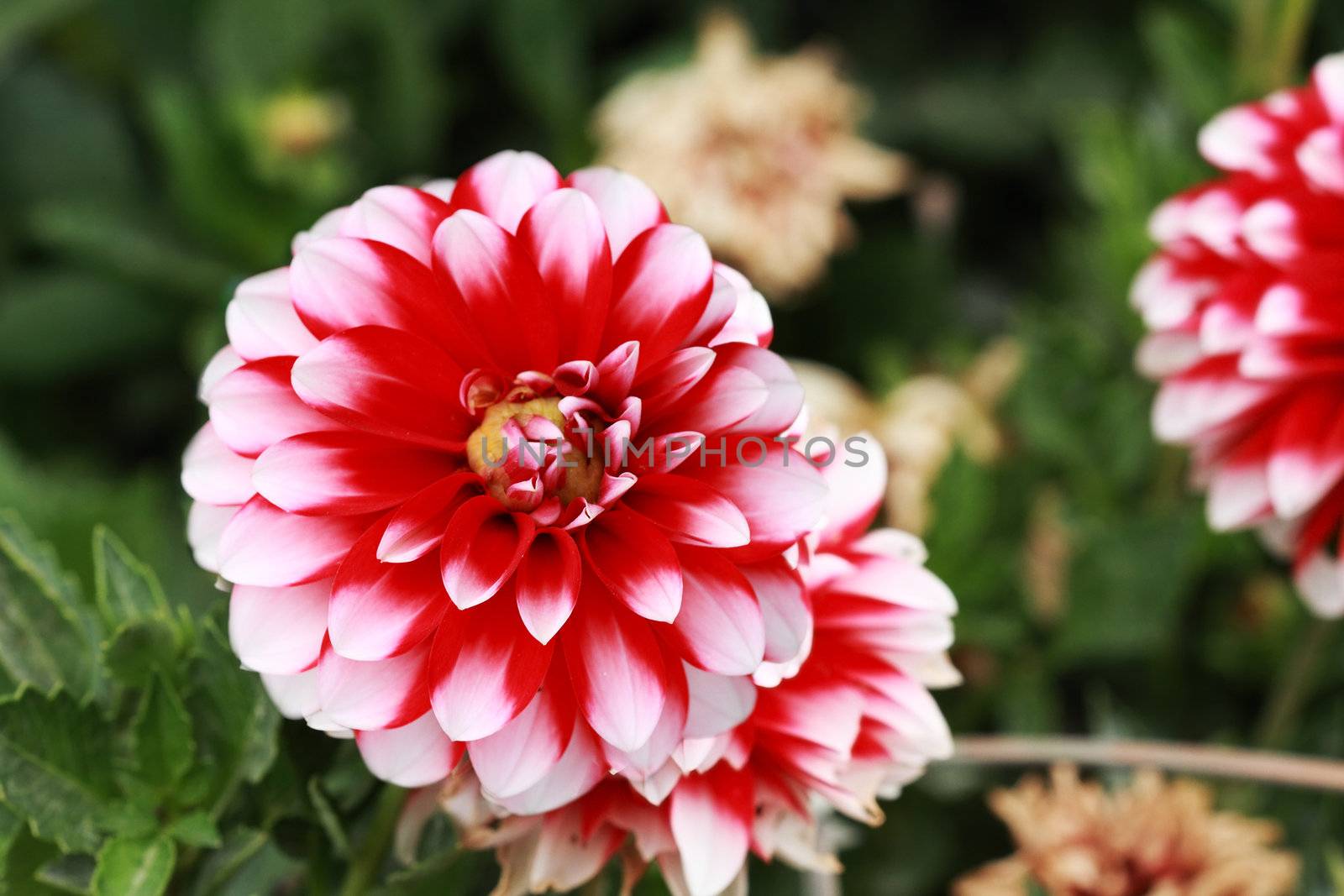 Red and White Dahlia by StephanieFrey