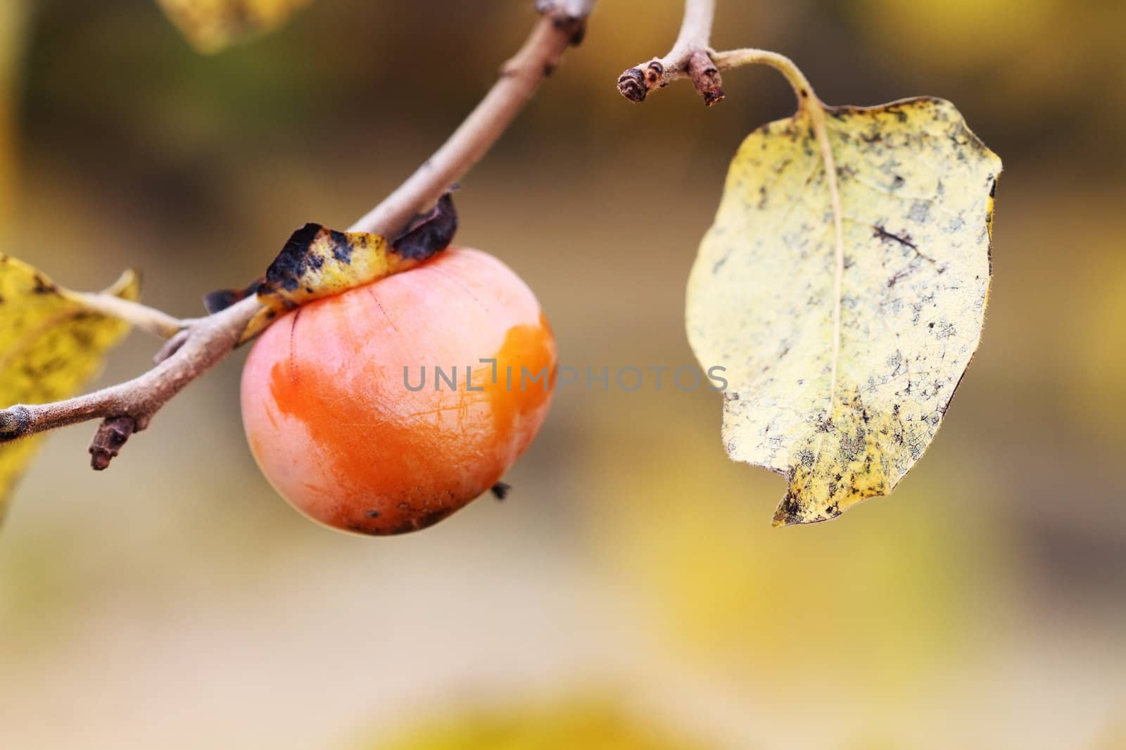 American Persimmon fruit in the fall. Extreme shallow DOF.