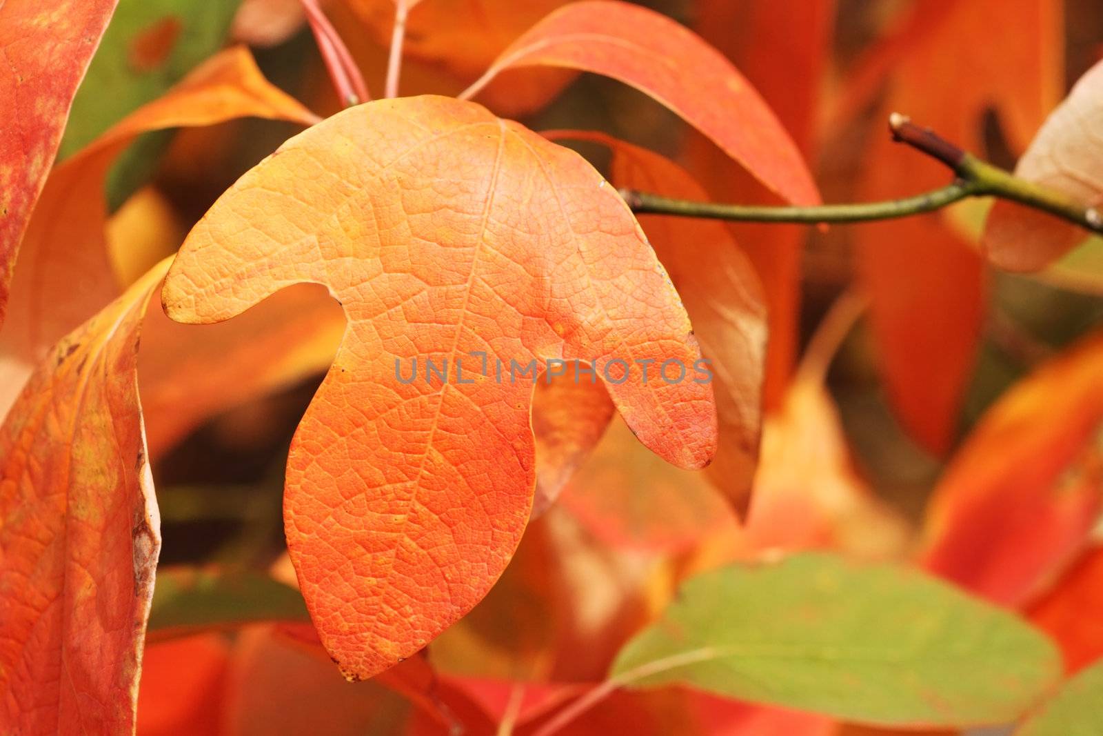 Glove shaped leaf of a Sassafras tree in Autumn. Selective focus with extreme shallow DOF.