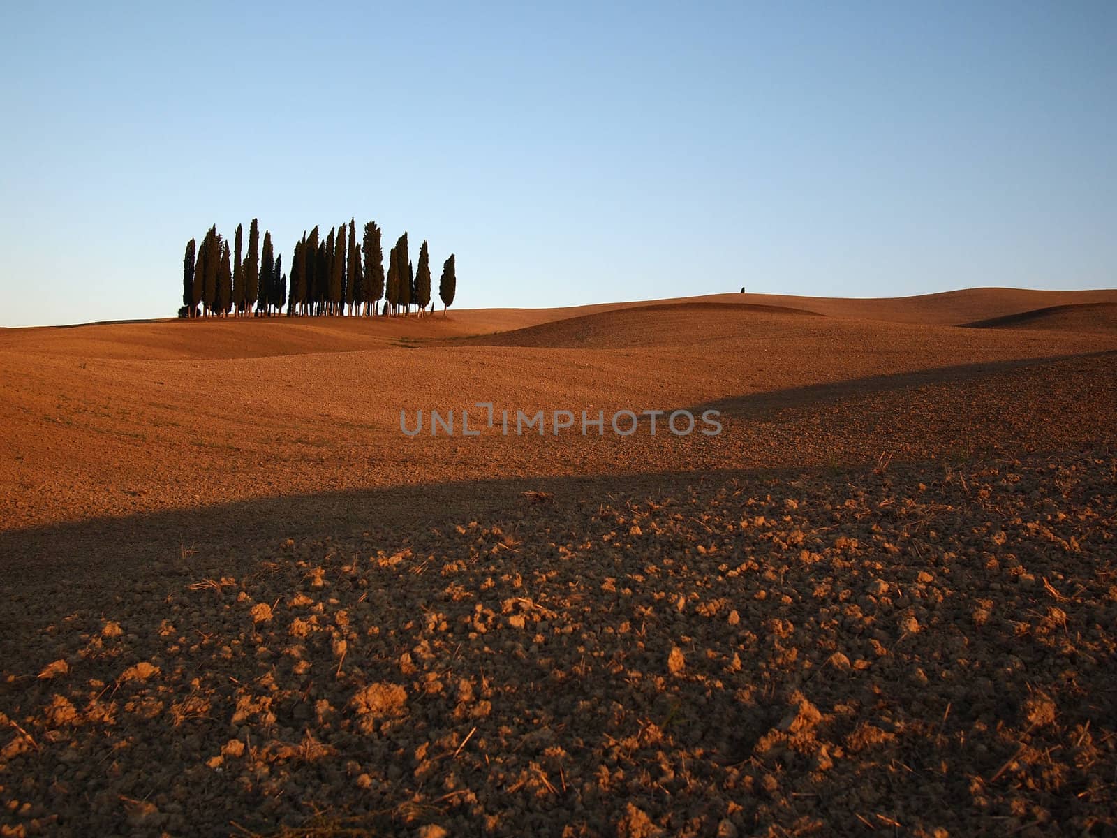 Typical Tuscany landscape with a small bunch of cypresses and rolling hills in autumn in Val d'Orcia, Italy.
