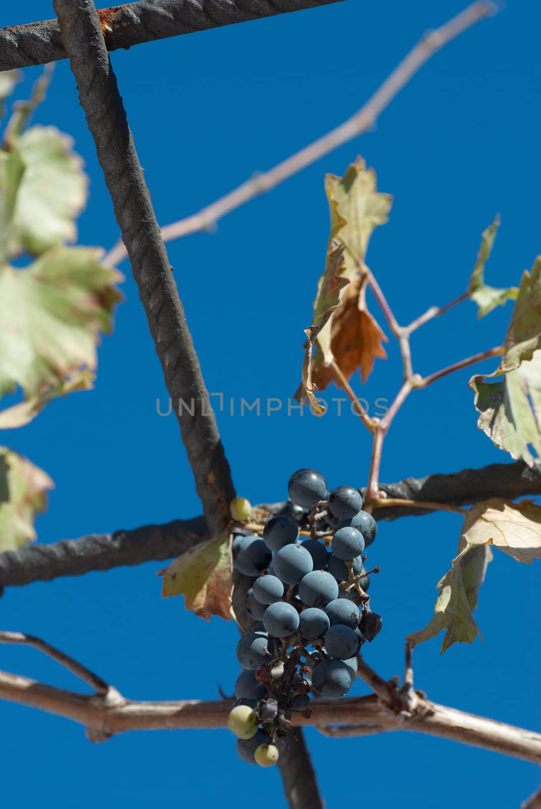 Ripe vine tendril hanging from a porch against blue sky