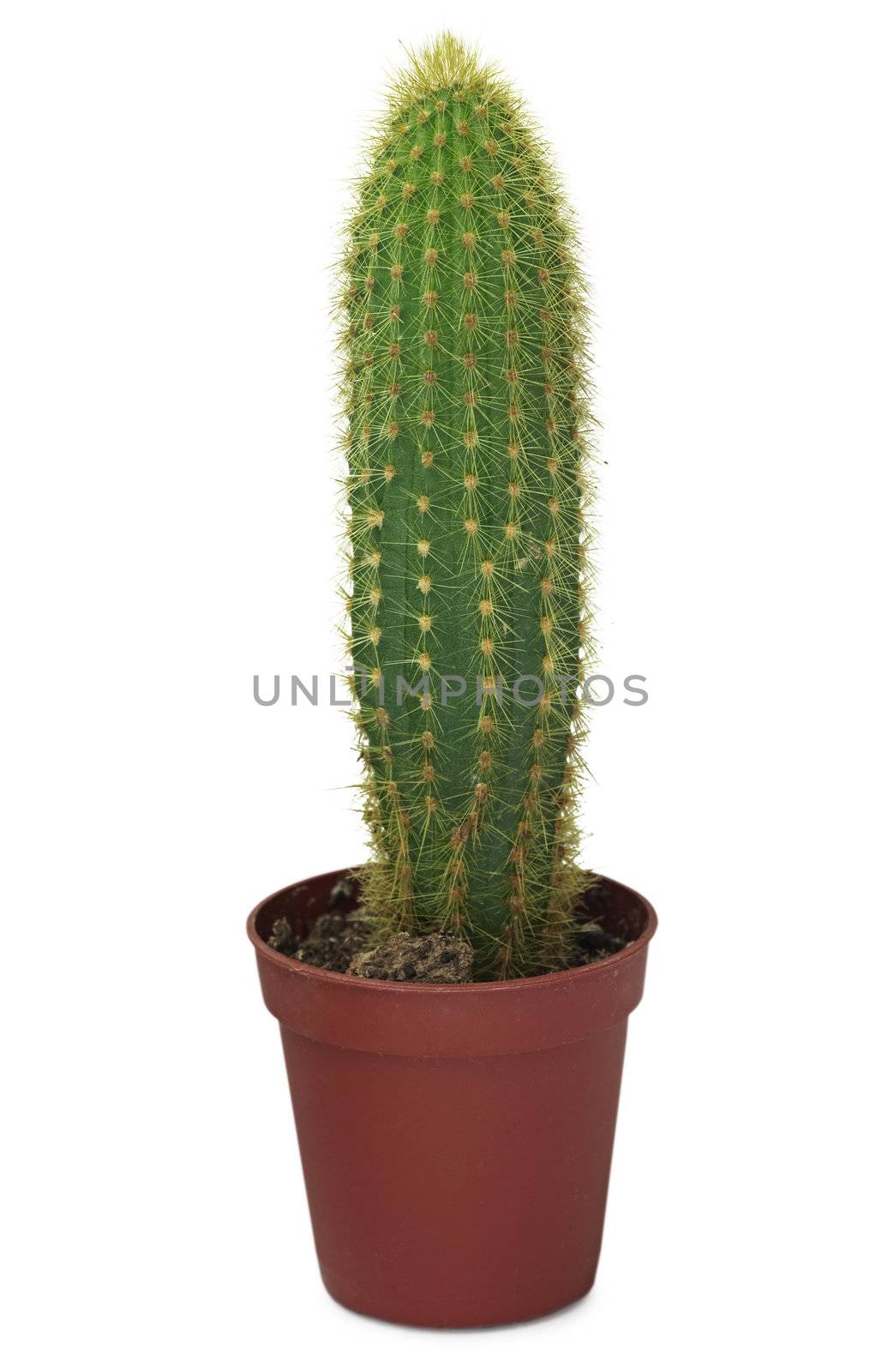 Long cactus in a brown pot is isolated on a white background