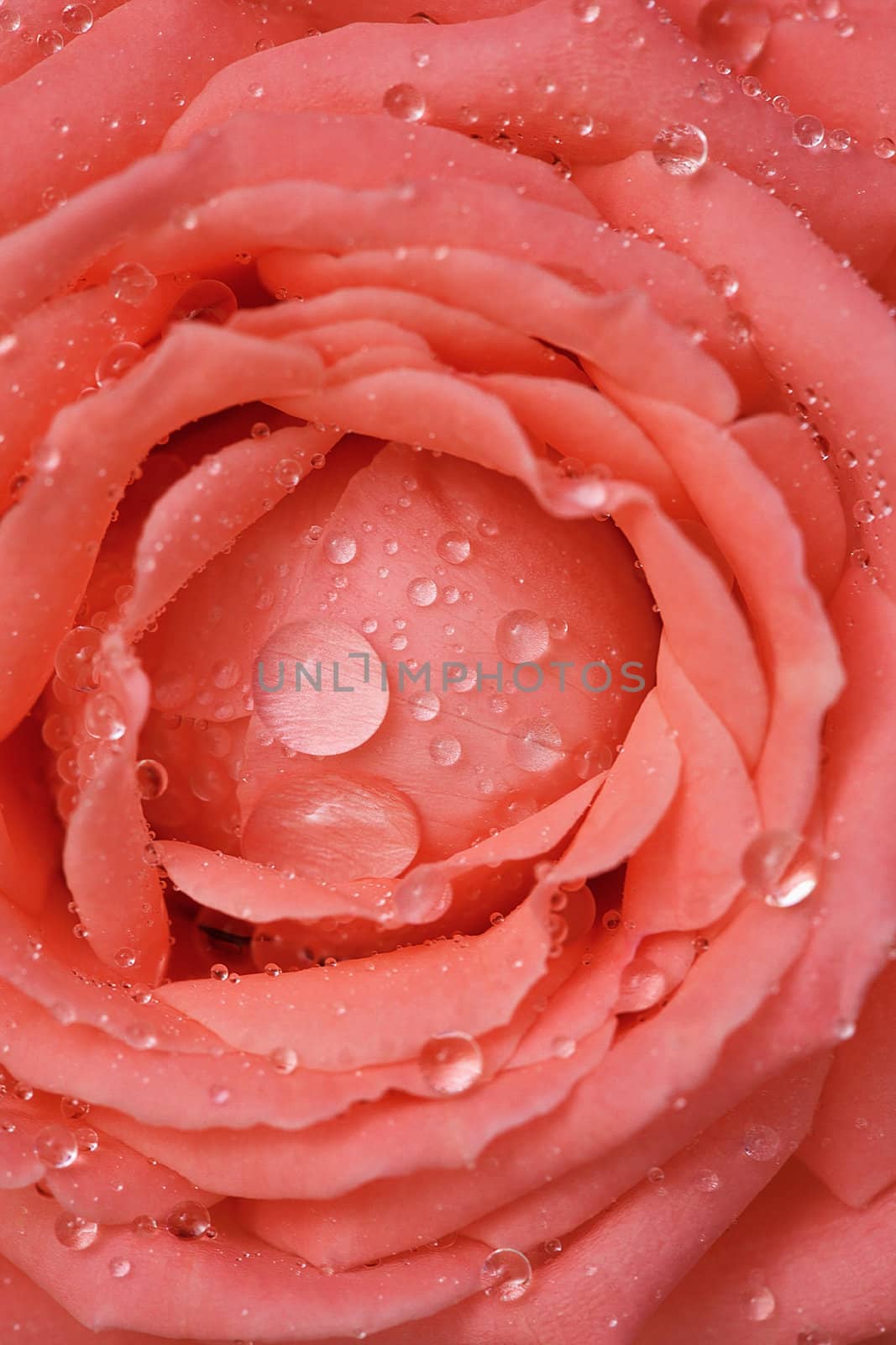 Rosa covered with dew drops close-up - the background