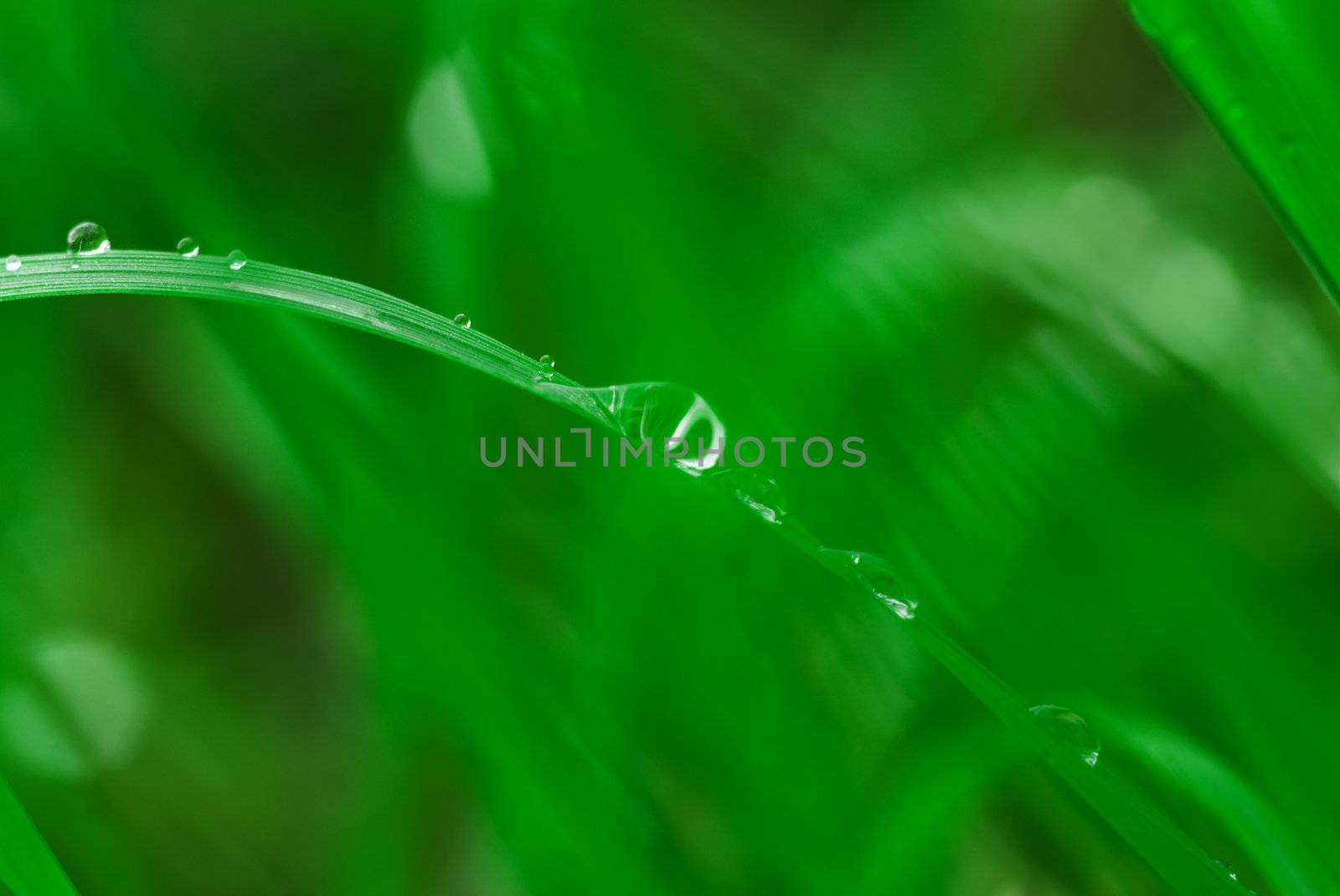 Drops of water on grass. Shallow depth of field, a RGB.