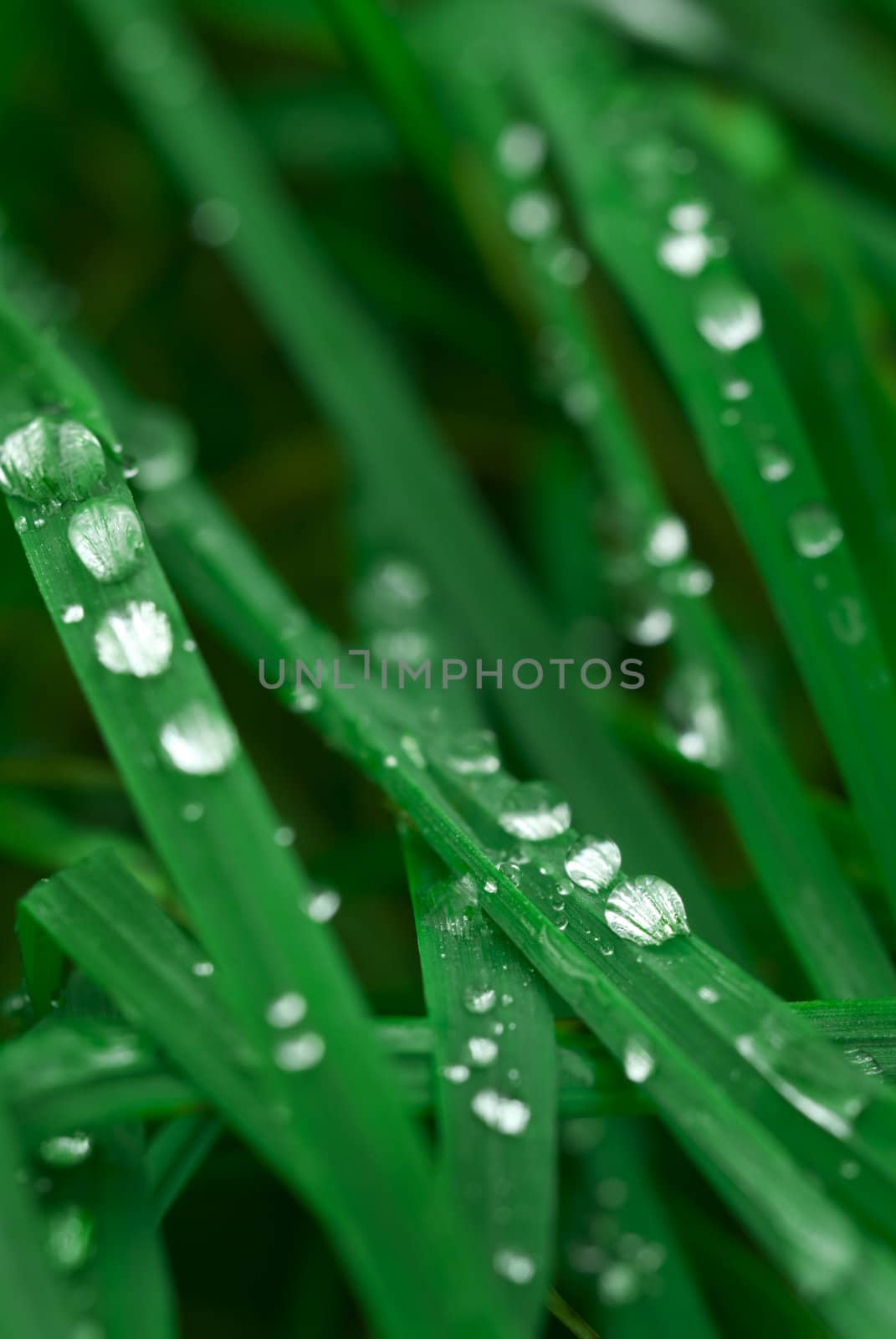 Drops of water on grass. Shallow depth of field, a RGB.