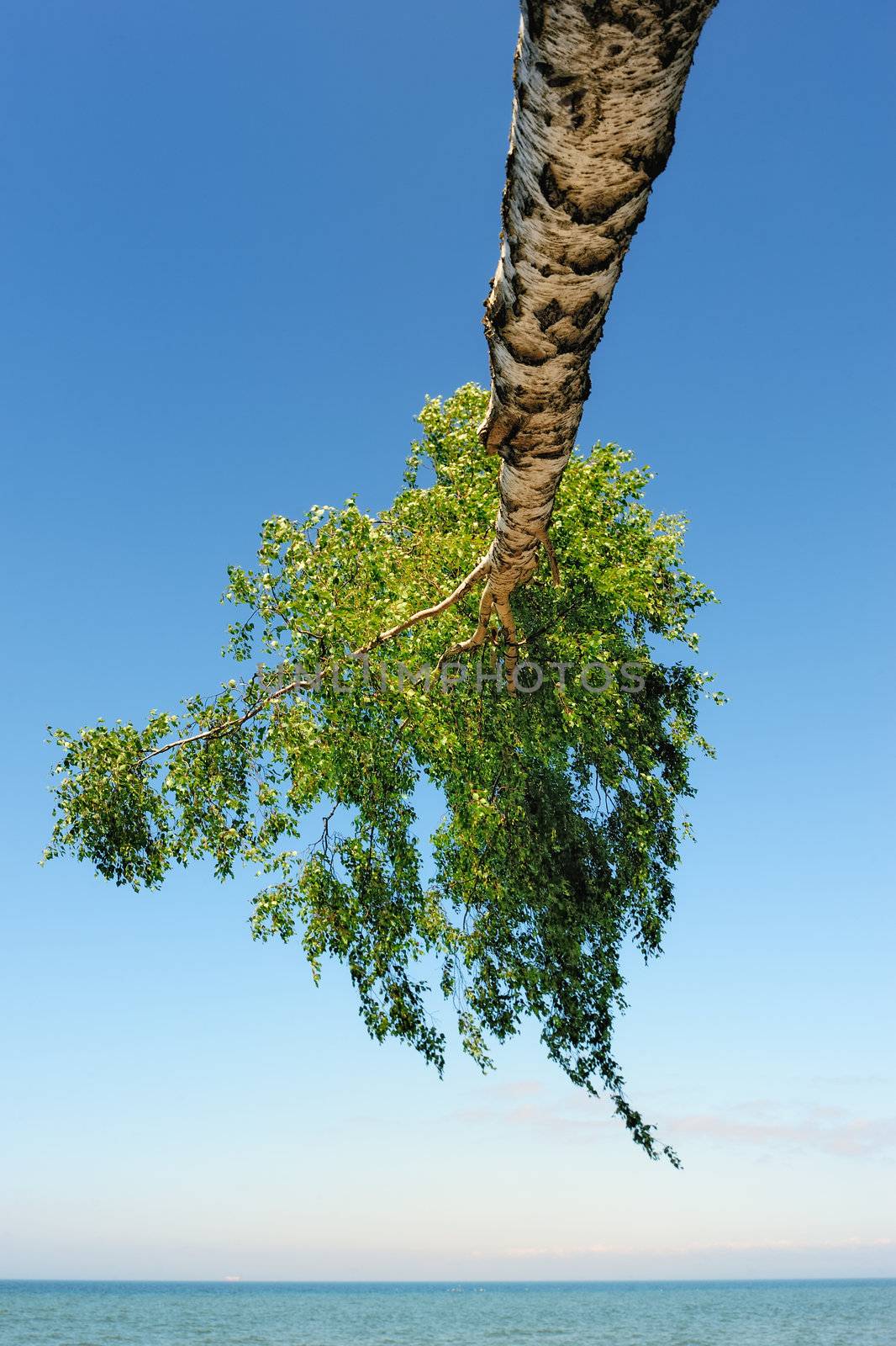 Tree the bowed above the sea surface