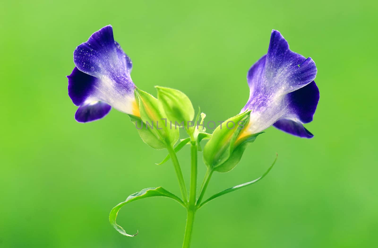 TORENIA FOURNIERI by xfdly5