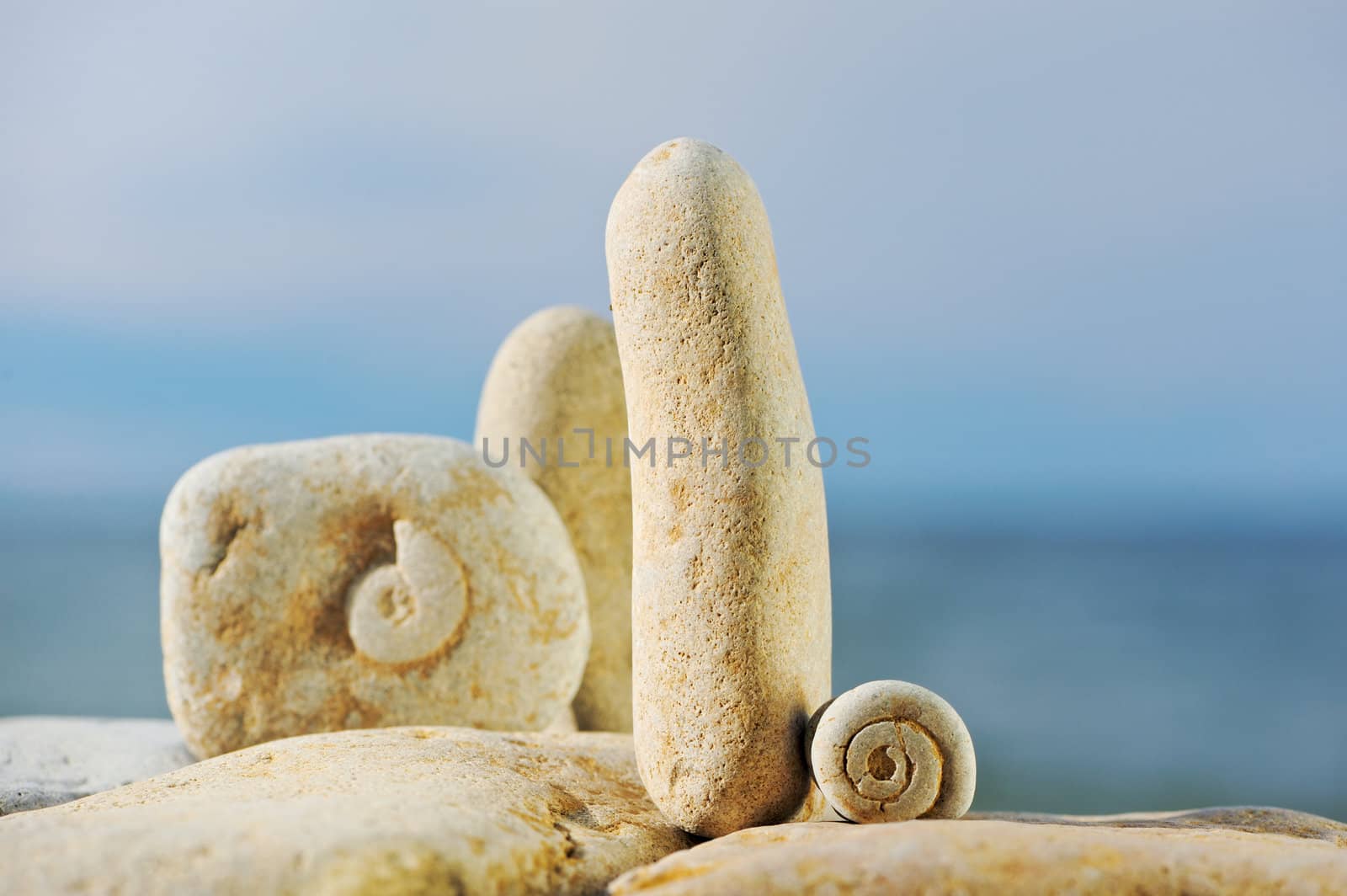 Texture of spiral snail at the white stones